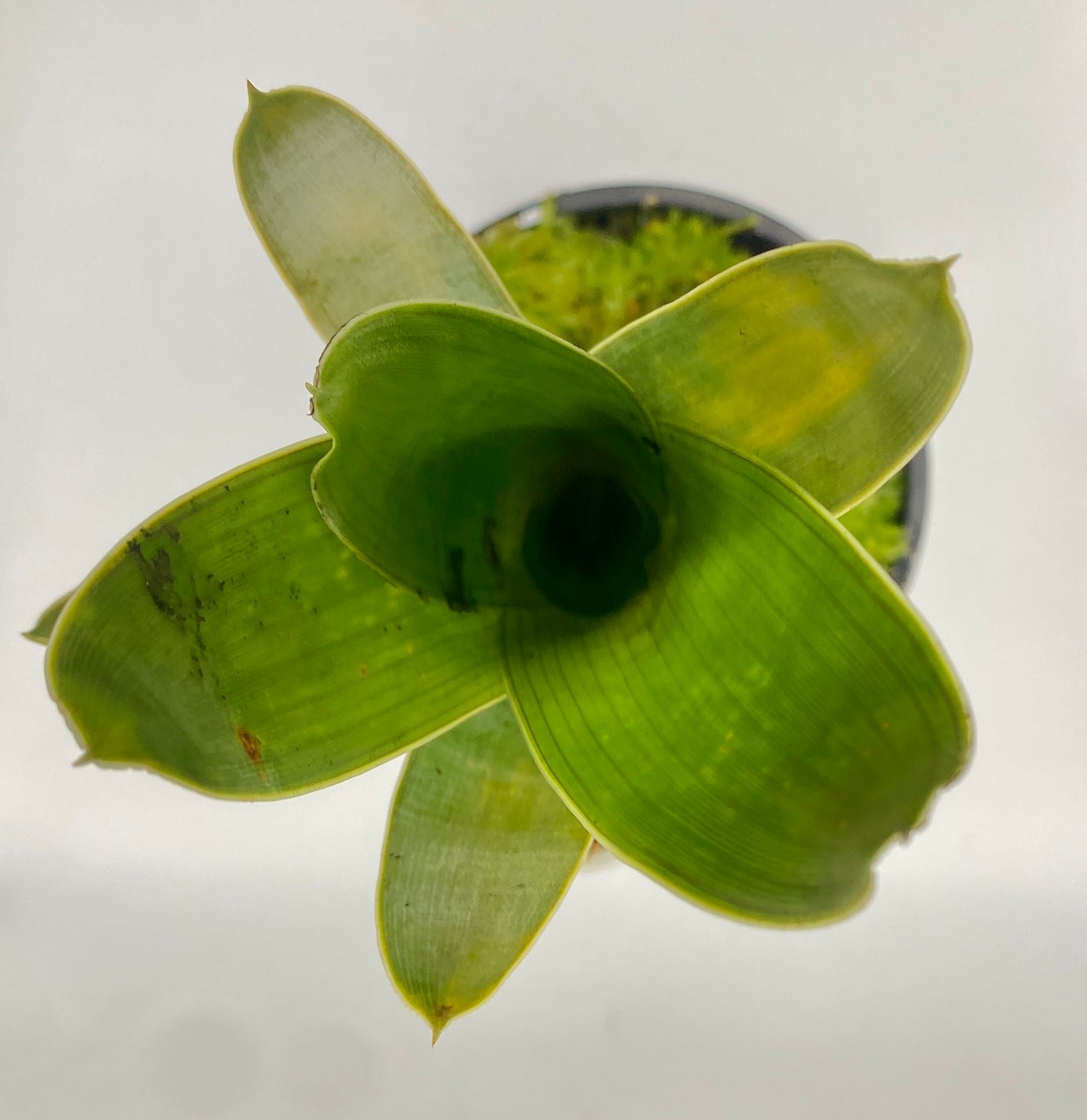 Brocchinia reducta