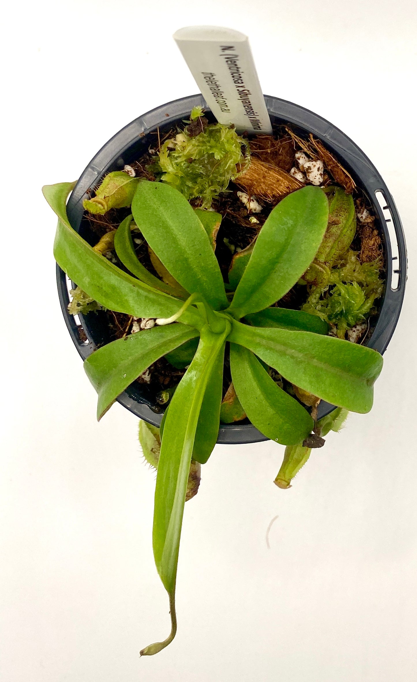 N. (Ventricosa x Sibuyanensis) x Minima - seed grown