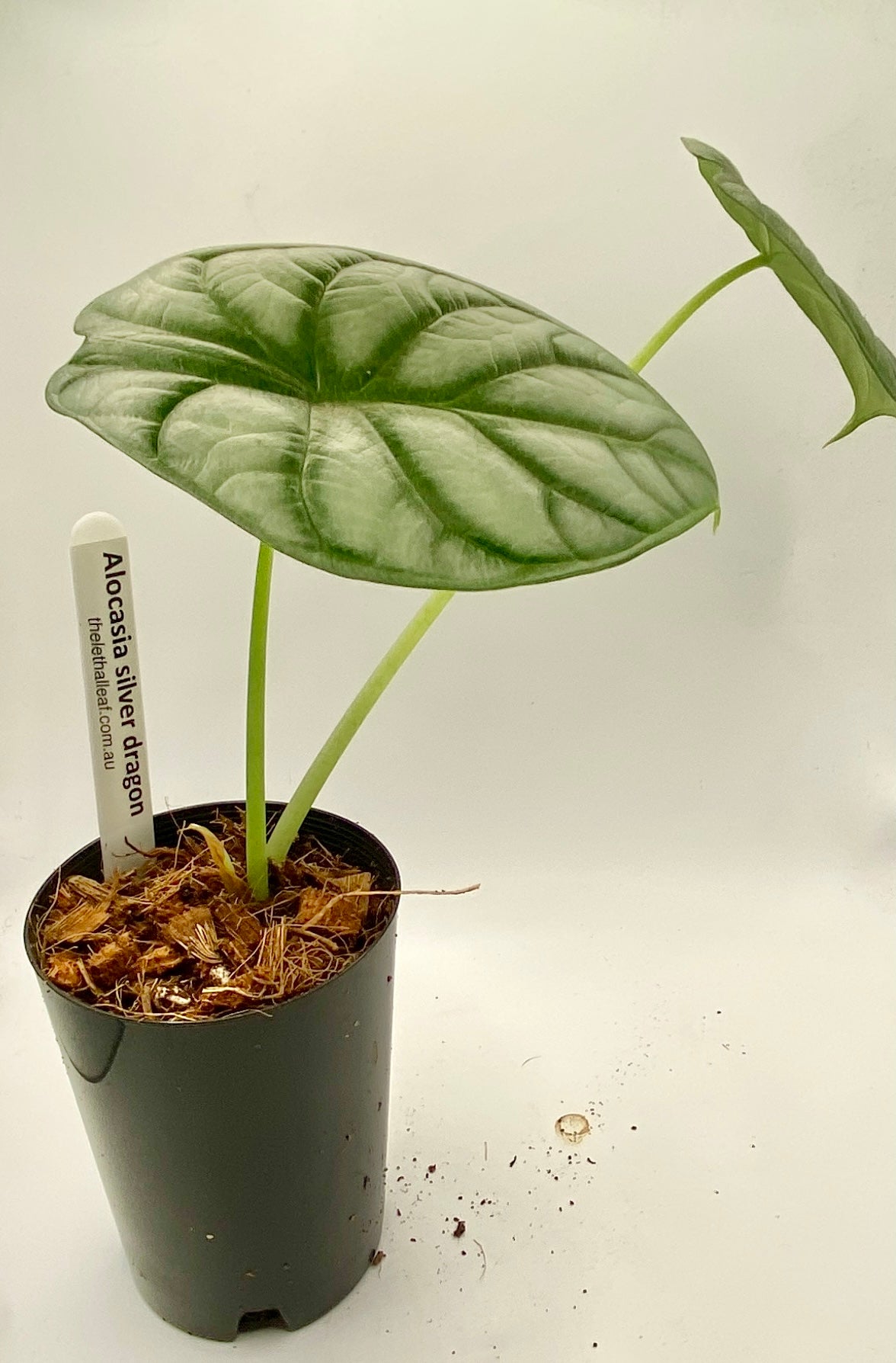 Alocasia Silver Dragon