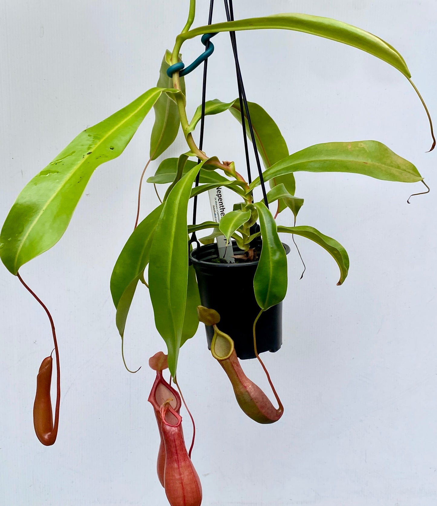 Nepenthes St Gaya (N. khasiana x (ventricosa x maxima) - M & M/L