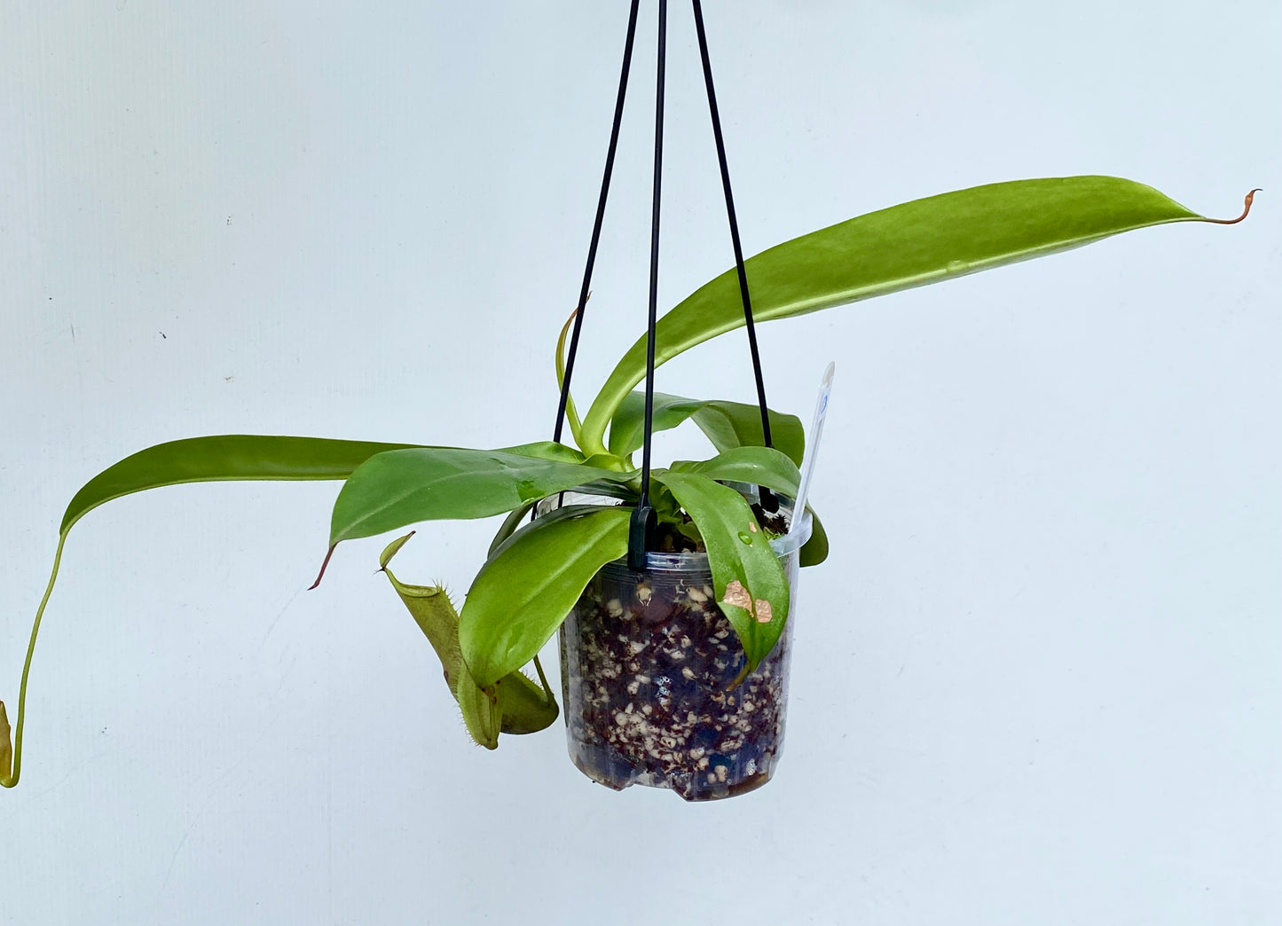 Nepenthes Louisa -  (N. Rebecca Soper x N. Hirsuta) - M