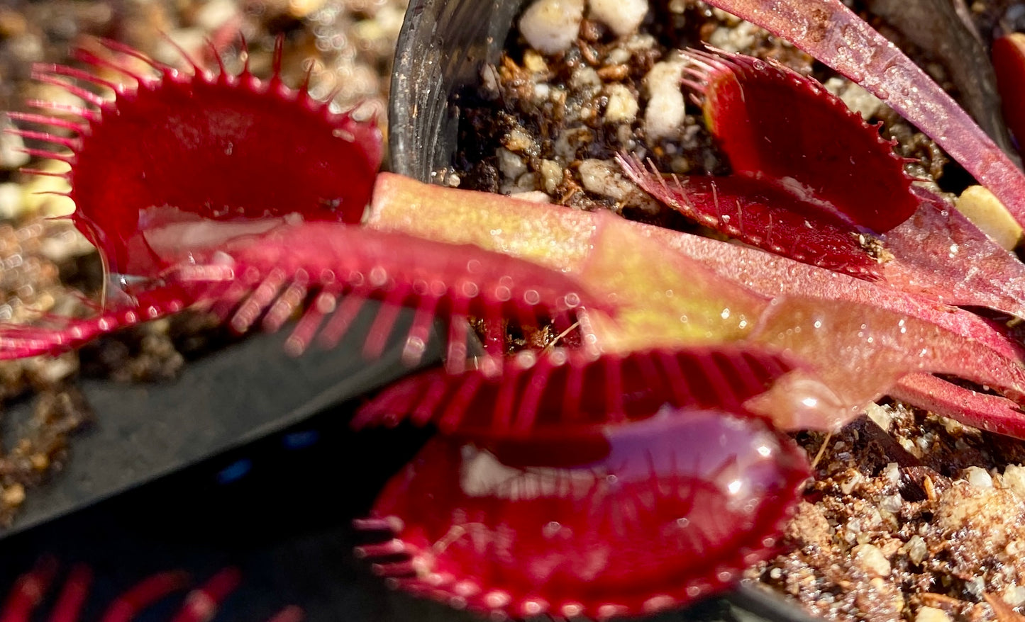 Dionaea muscipula - Venus Fly Trap - Akai Ryu x DCXL