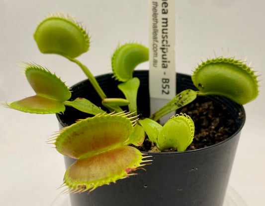 Dionaea Muscipula - Venus Fly Trap - VFT - B52