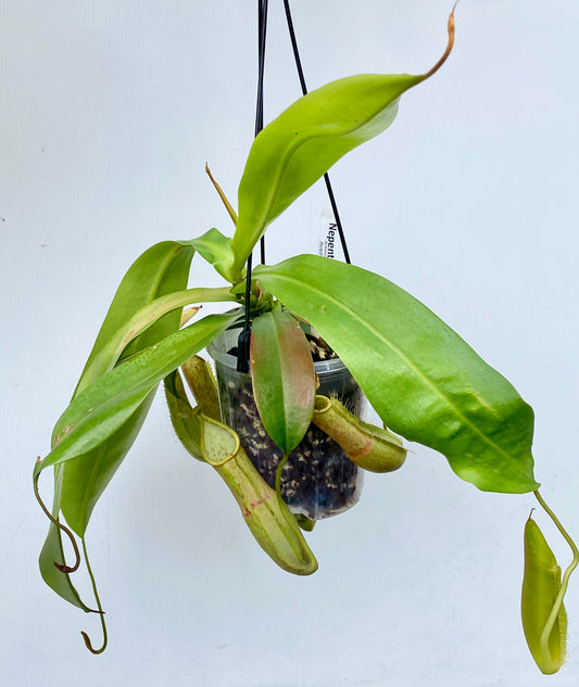 Nepenthes Louisa -  (N. Rebecca Soper x N. Hirsuta) - M