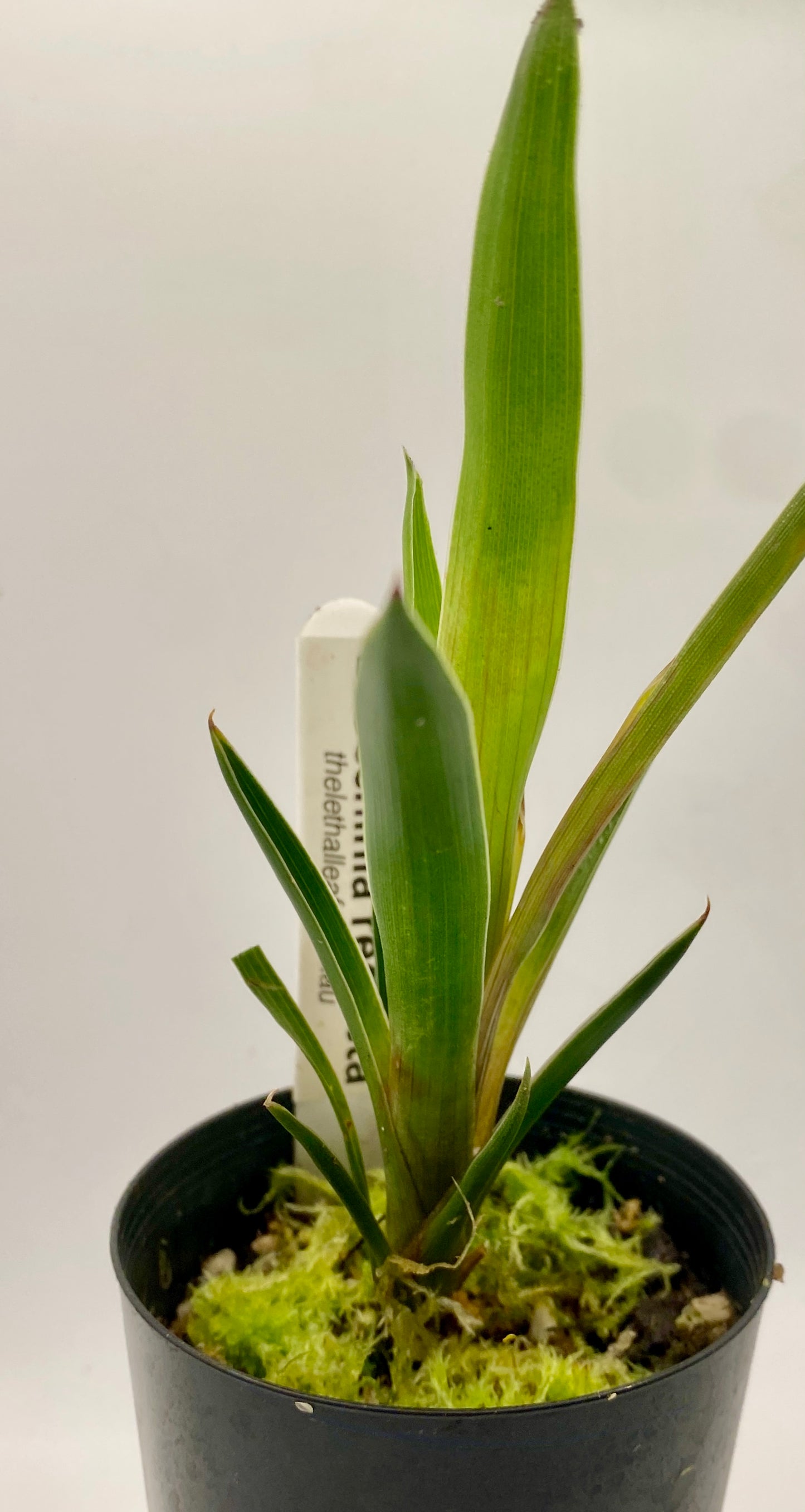 Brocchinia reducta