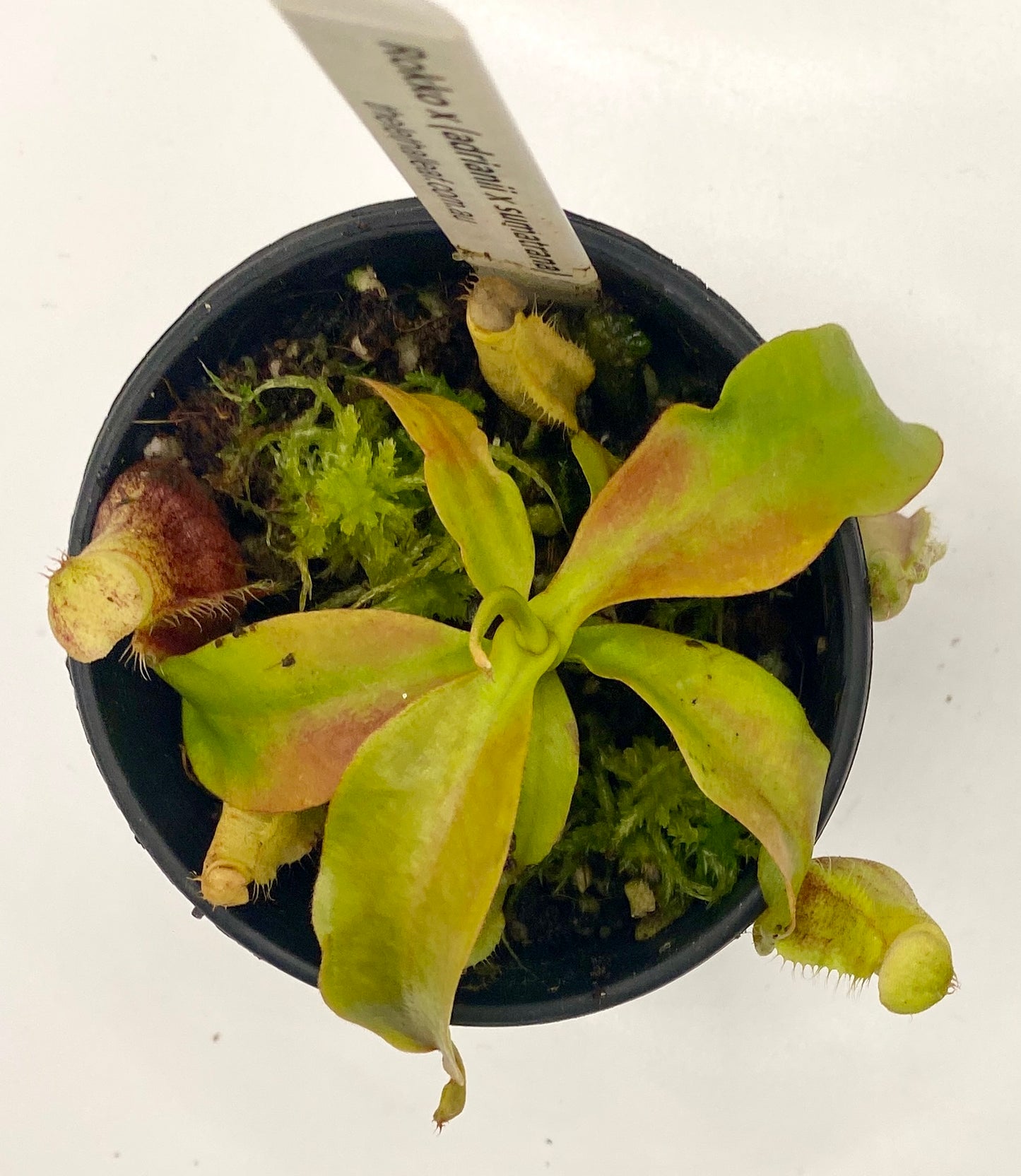 Nepenthes Rokko x (Adrianii x Sumatrana) - XS - seed grown