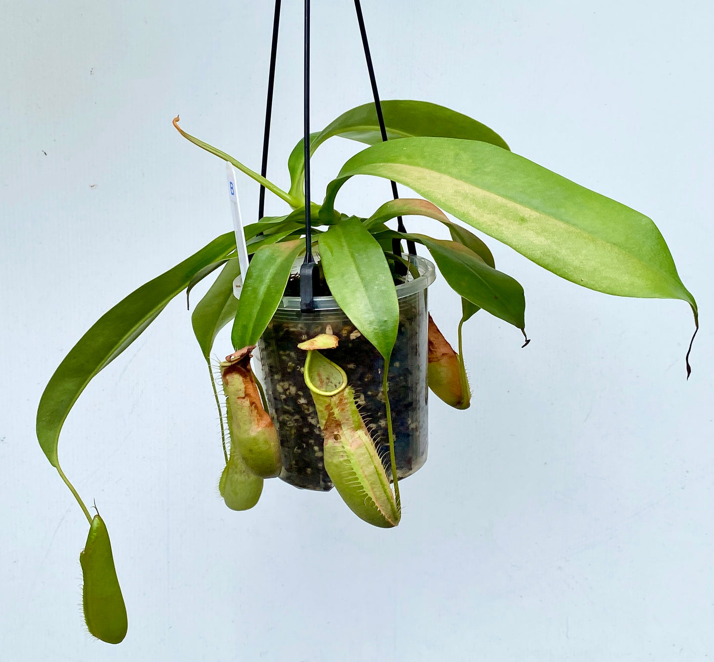 Nepenthes Louisa -  (N. Rebecca Soper x N. Hirsuta) - M