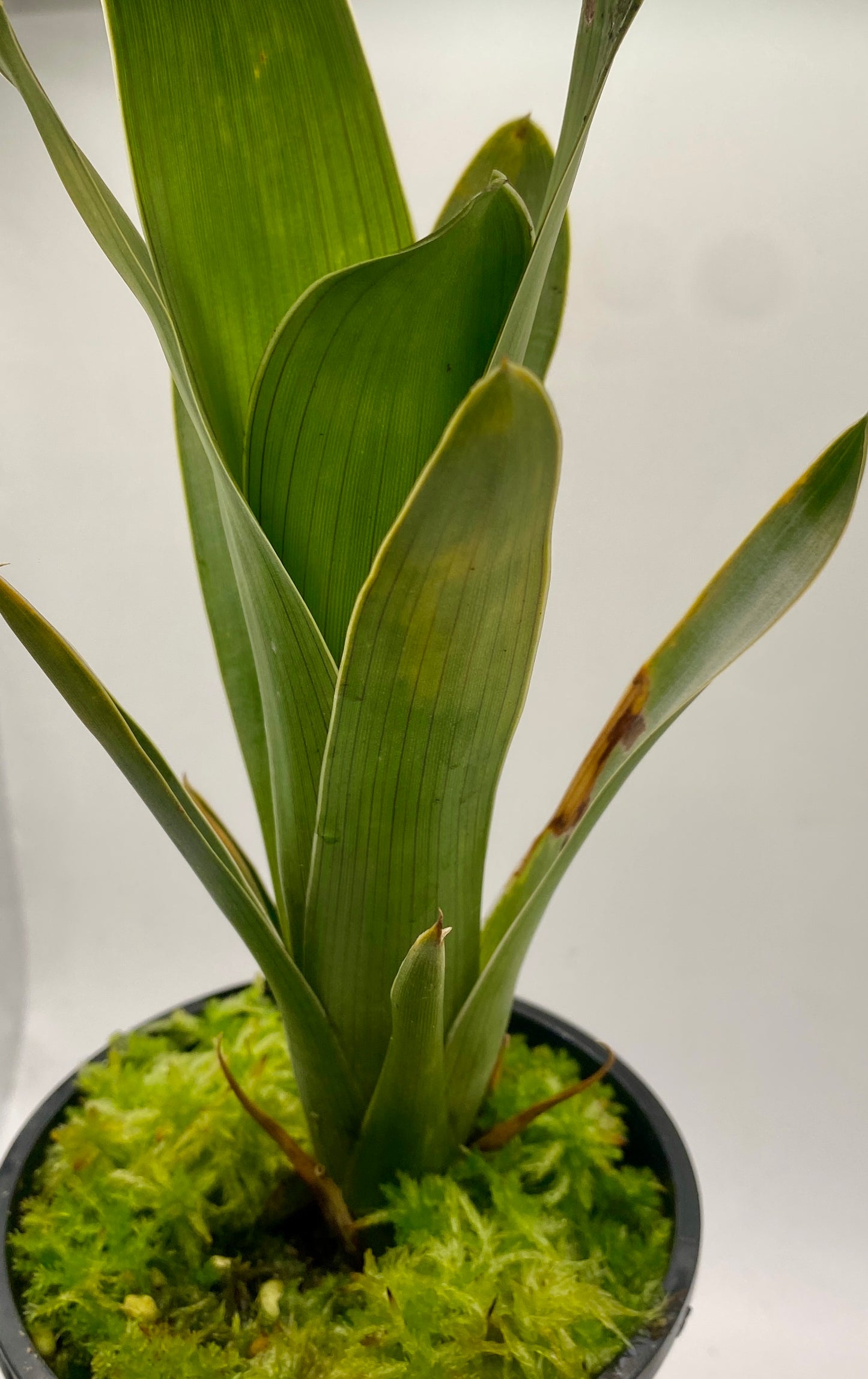 Brocchinia reducta