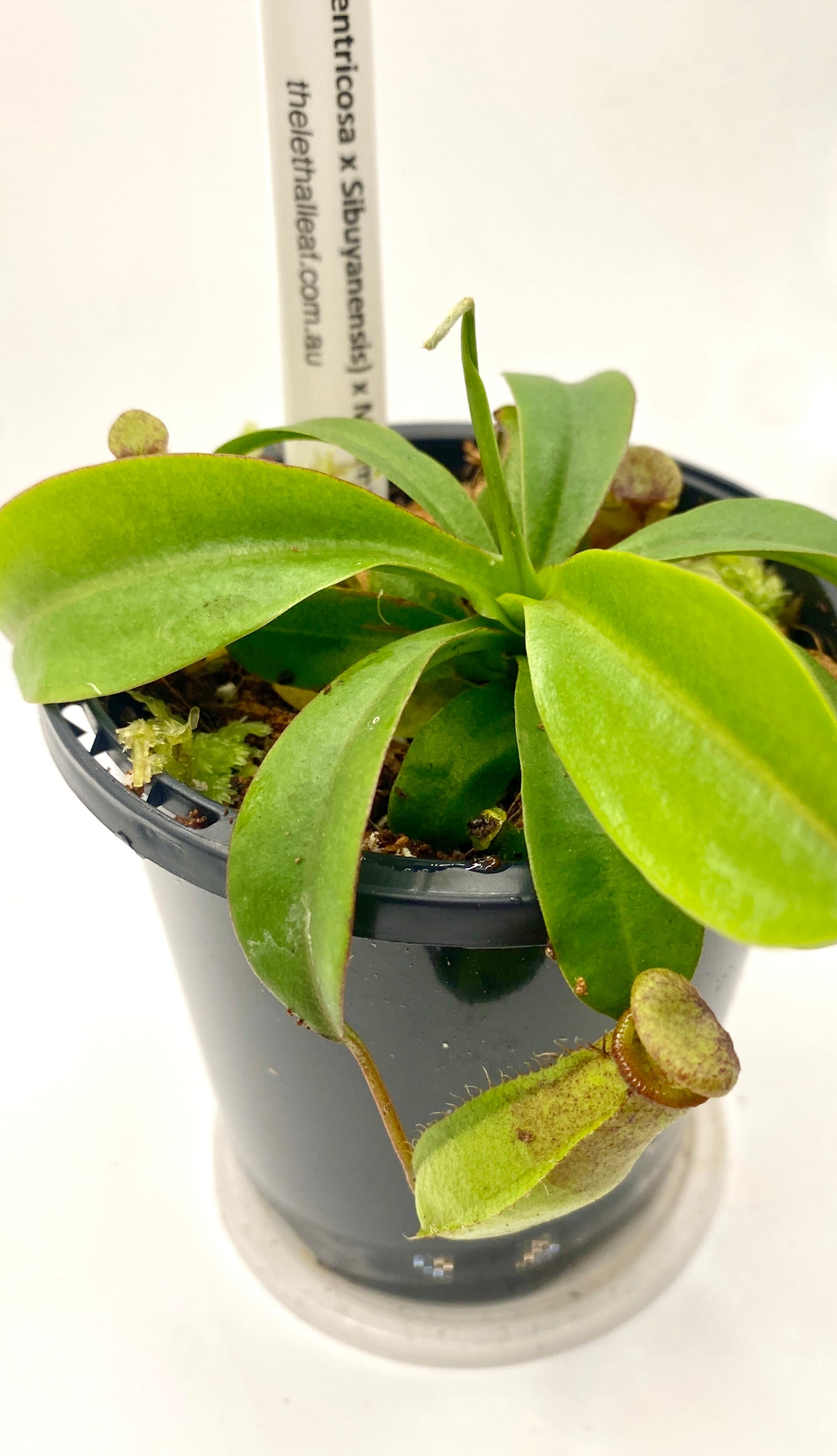 N. (Ventricosa x Sibuyanensis) x Minima - seed grown