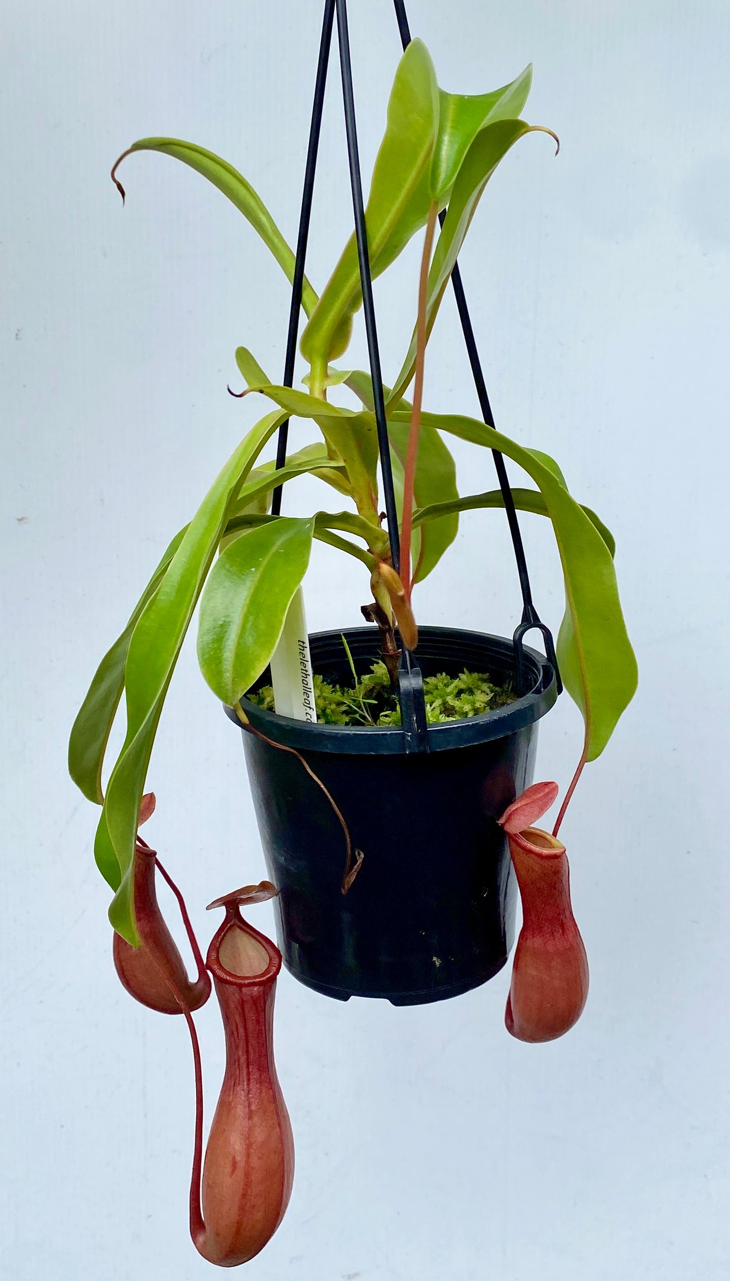 Nepenthes St Gaya (N. khasiana x (ventricosa x maxima) - M & M/L
