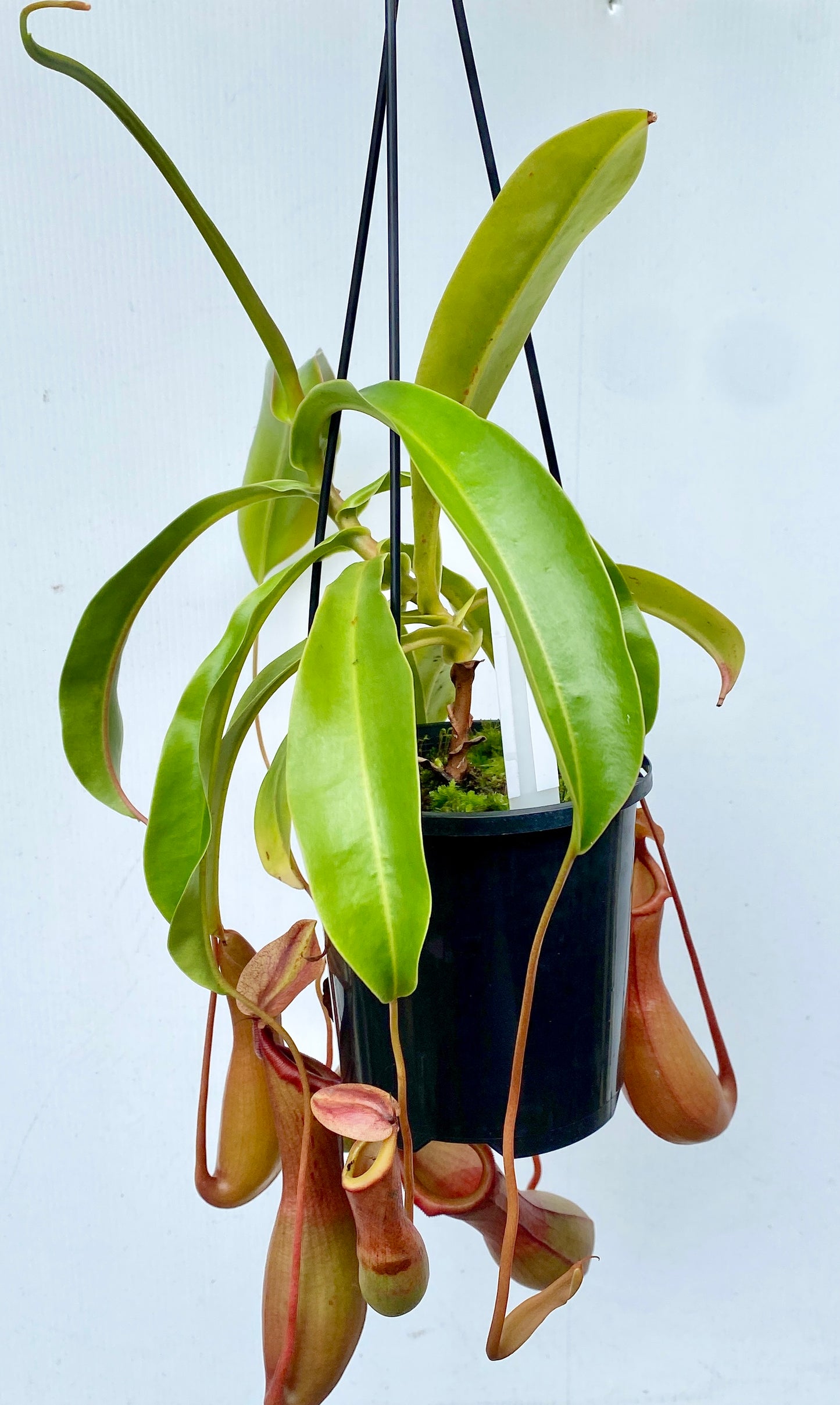 Nepenthes St Gaya (N. khasiana x (ventricosa x maxima) - M & M/L