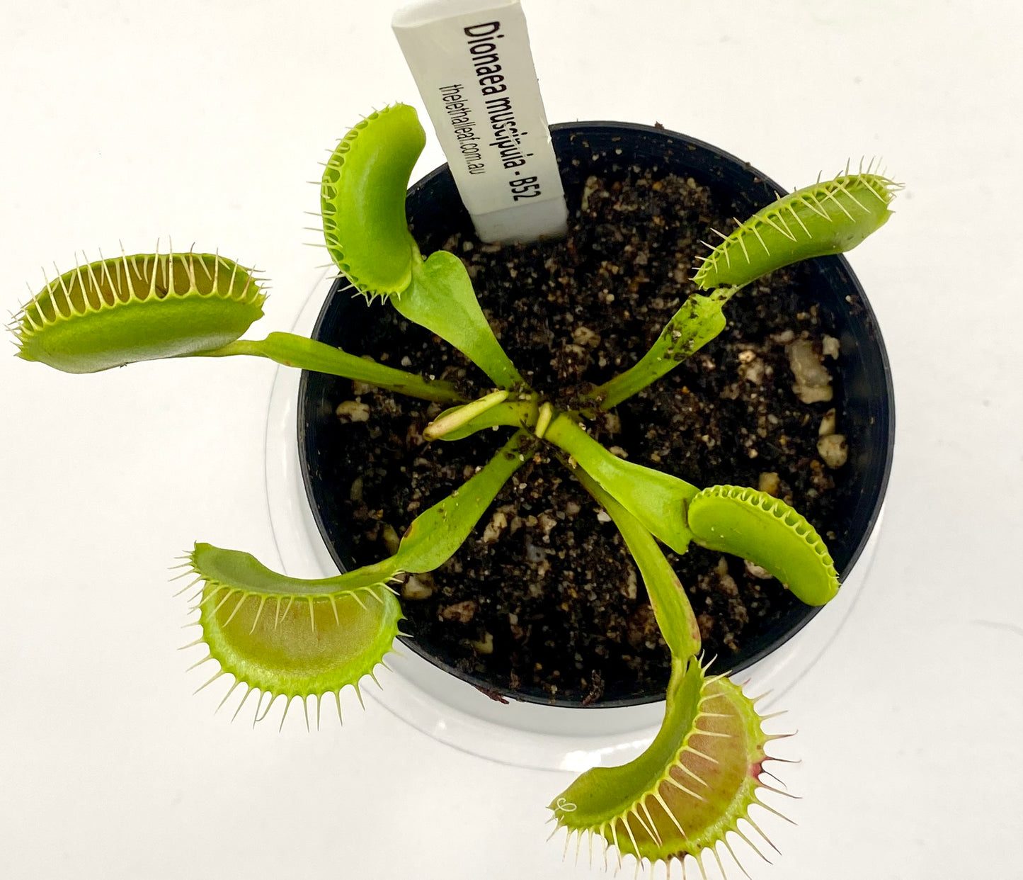 Dionaea Muscipula - Venus Fly Trap - VFT - B52