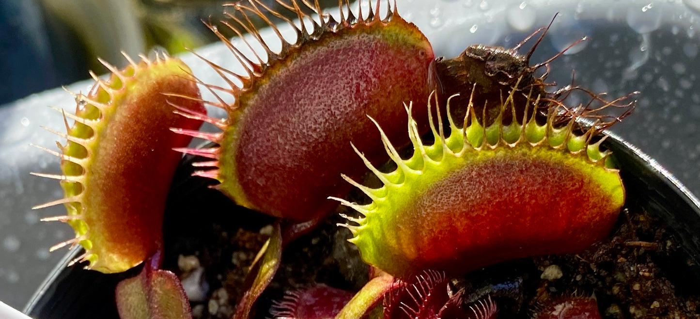 Dionaea muscipula - Venus Fly Trap - Akai Ryu x DCXL