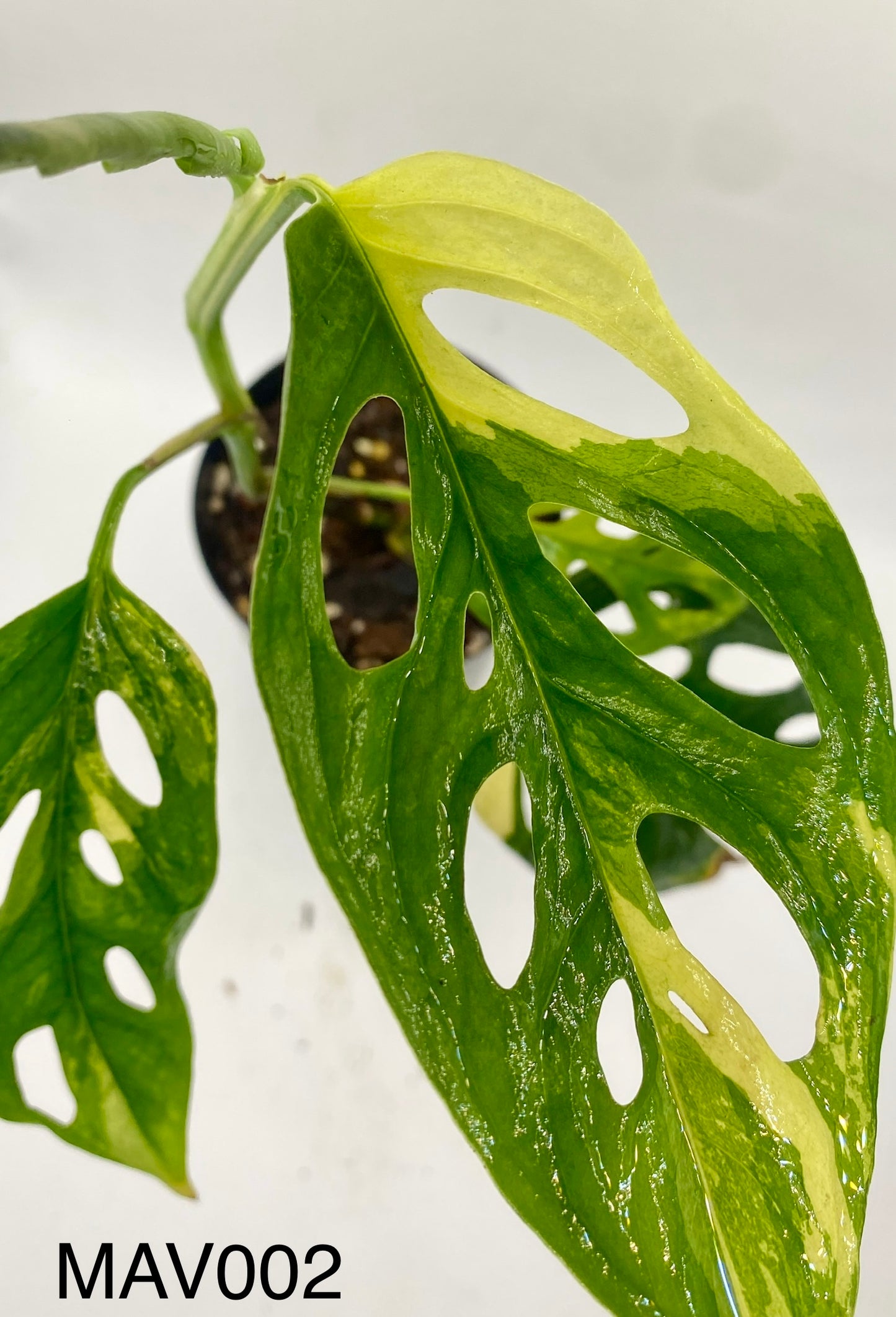 Monsters adonsii - variegated
