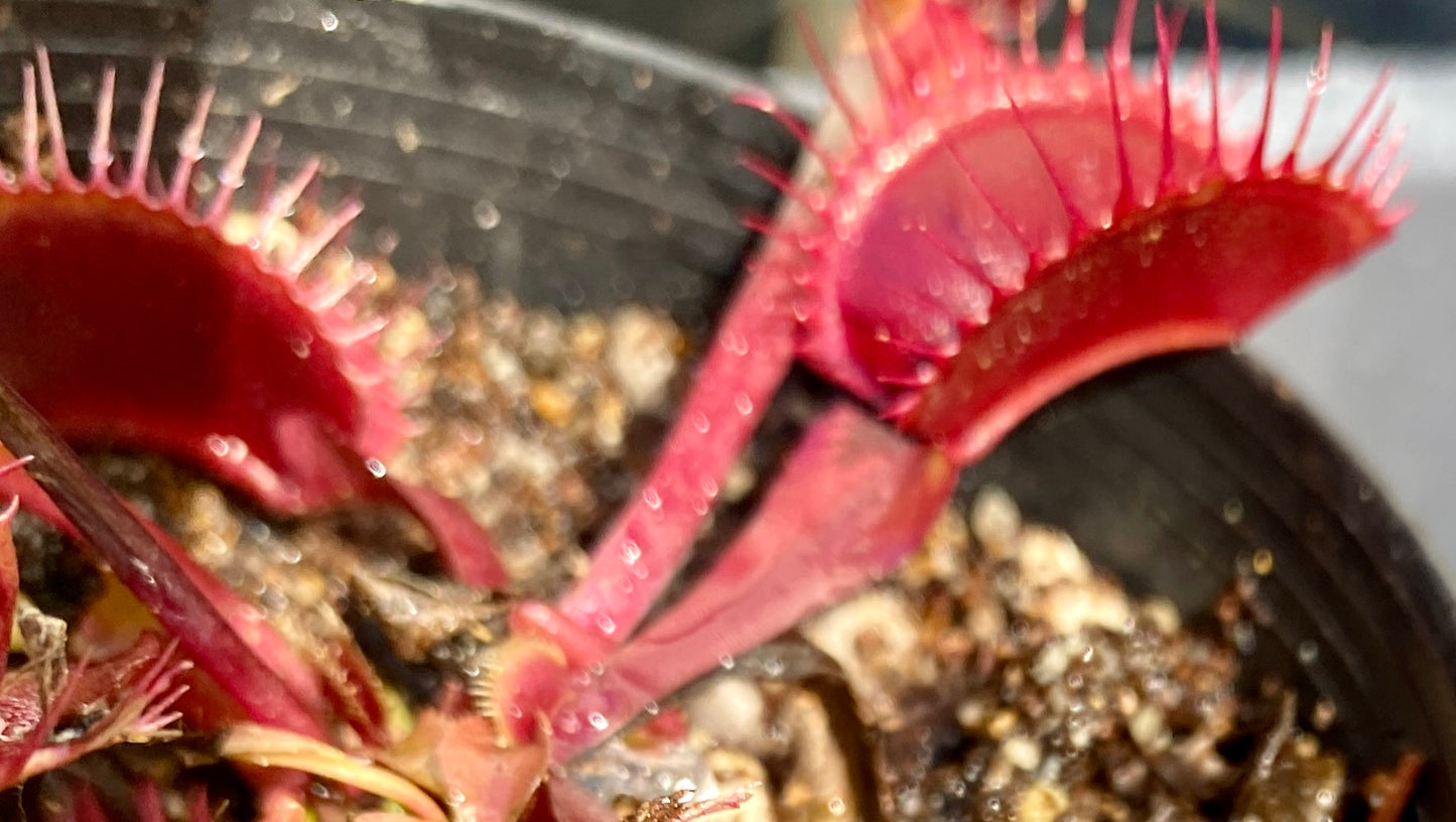 Dionaea muscipula - Venus Fly Trap - Akai Ryu x DCXL