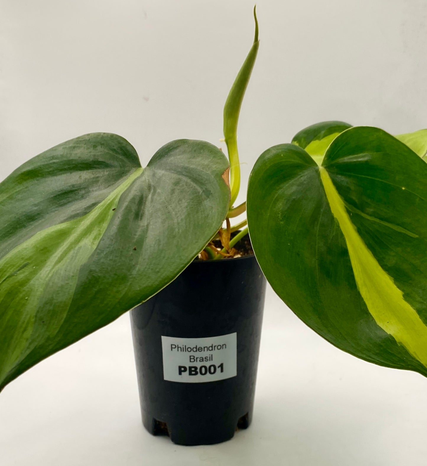 Philodendron Brasil