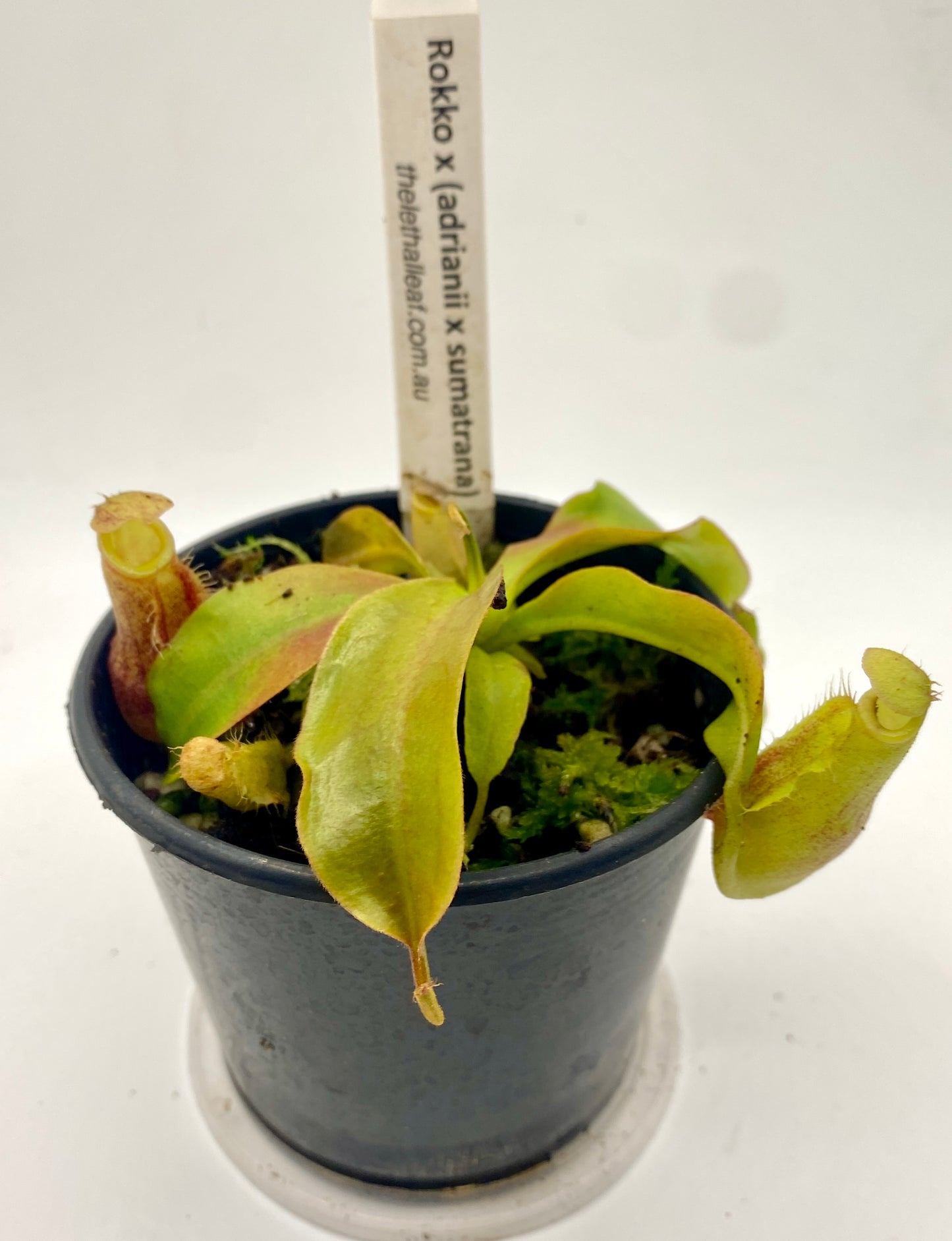 Nepenthes Rokko x (Adrianii x Sumatrana) - XS - seed grown
