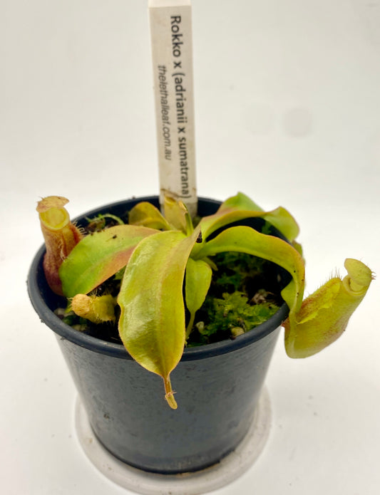 Nepenthes Rokko x (Adrianii x Sumatrana) - XS - seed grown