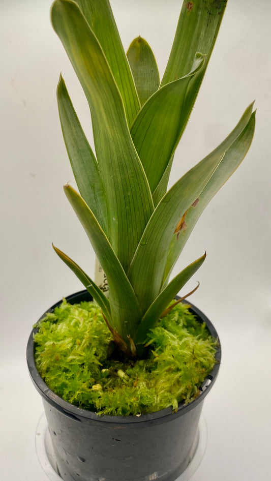 Brocchinia reducta