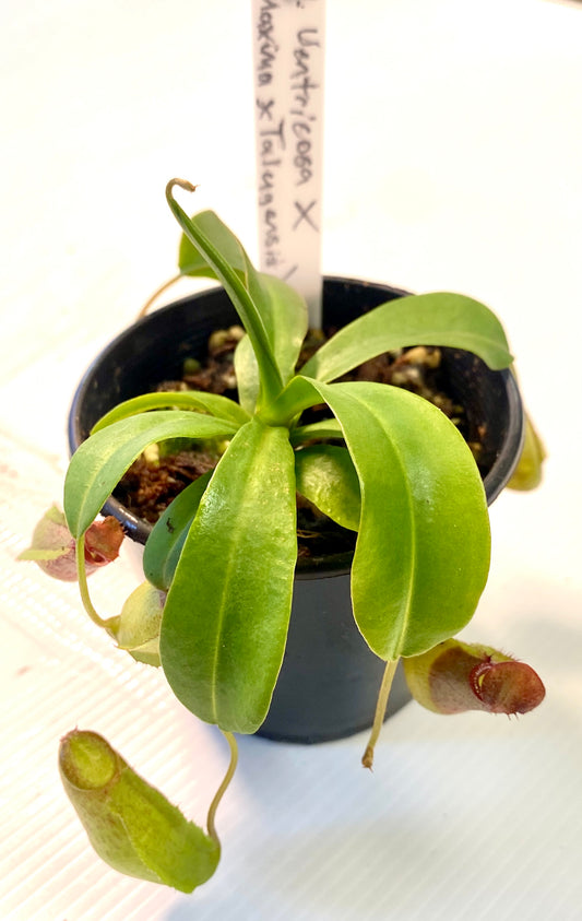 Nepenthes ventricosa x (maxima x talangensis) - S