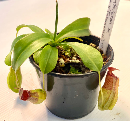 Nepenthes ventricosa x (maxima x talangensis) - S