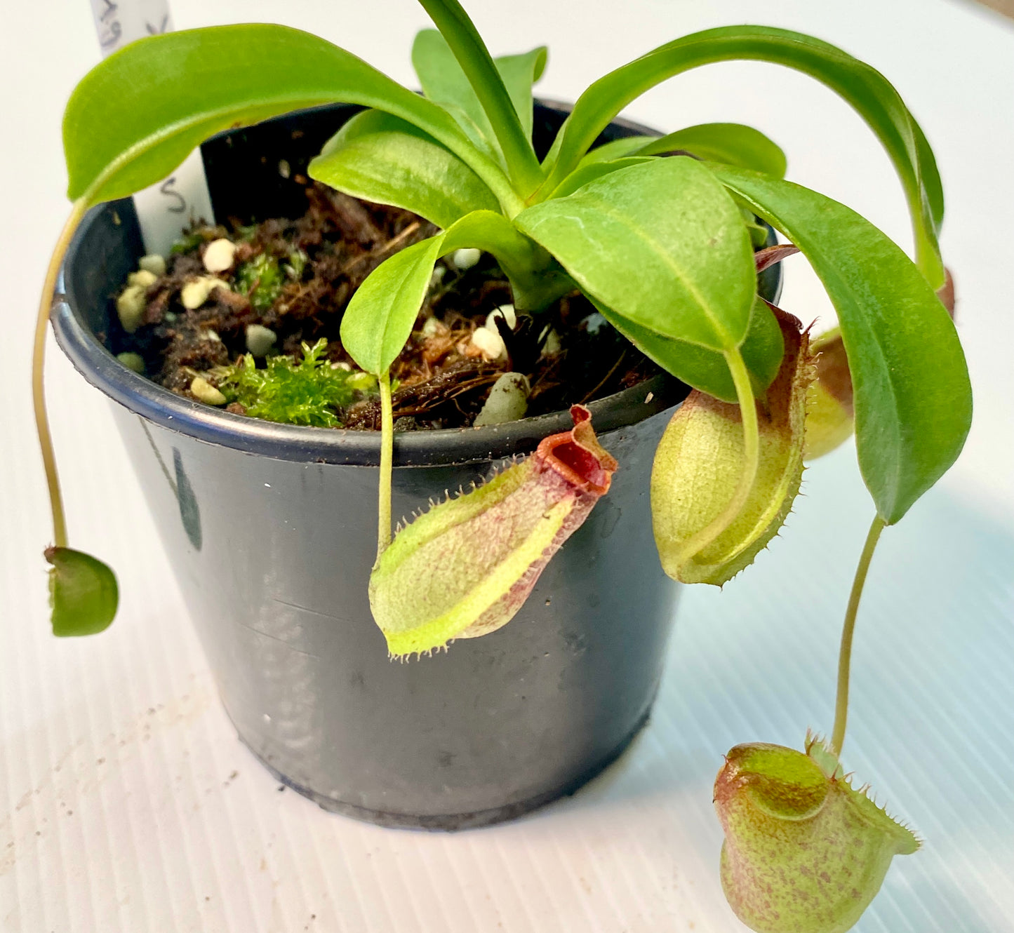 Nepenthes ventricosa x (maxima x talangensis) - S