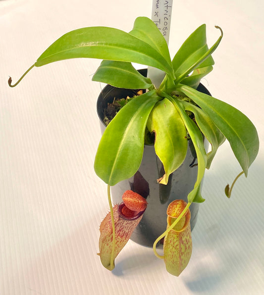 Nepenthes ventricosa x (maxima x talangensis) - S/M