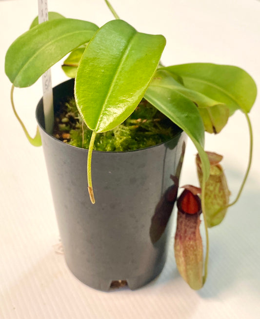 Nepenthes ventricosa x (maxima x talangensis) - S/M