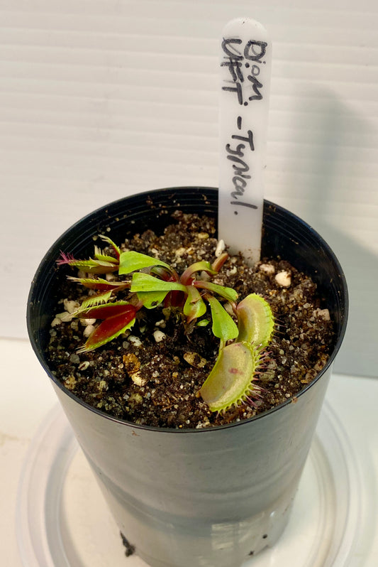 Dionaea muscipula - Venus Fly Trap - Typical