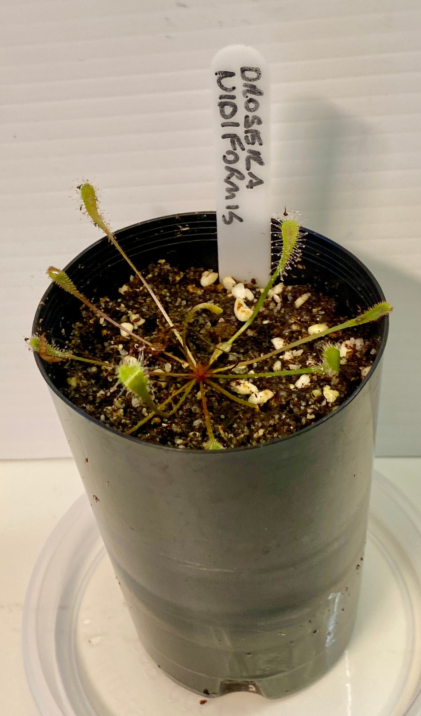 Drosera Nidiformis