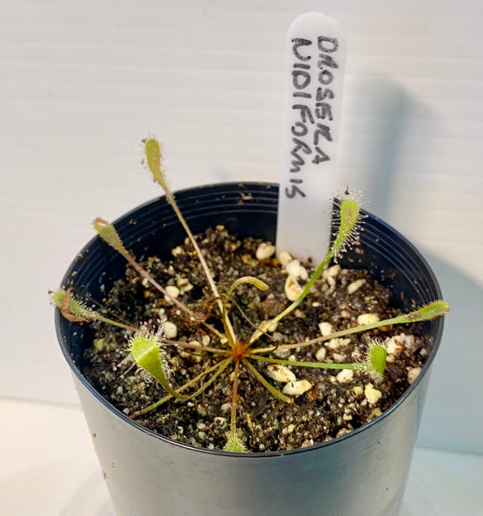 Drosera Nidiformis
