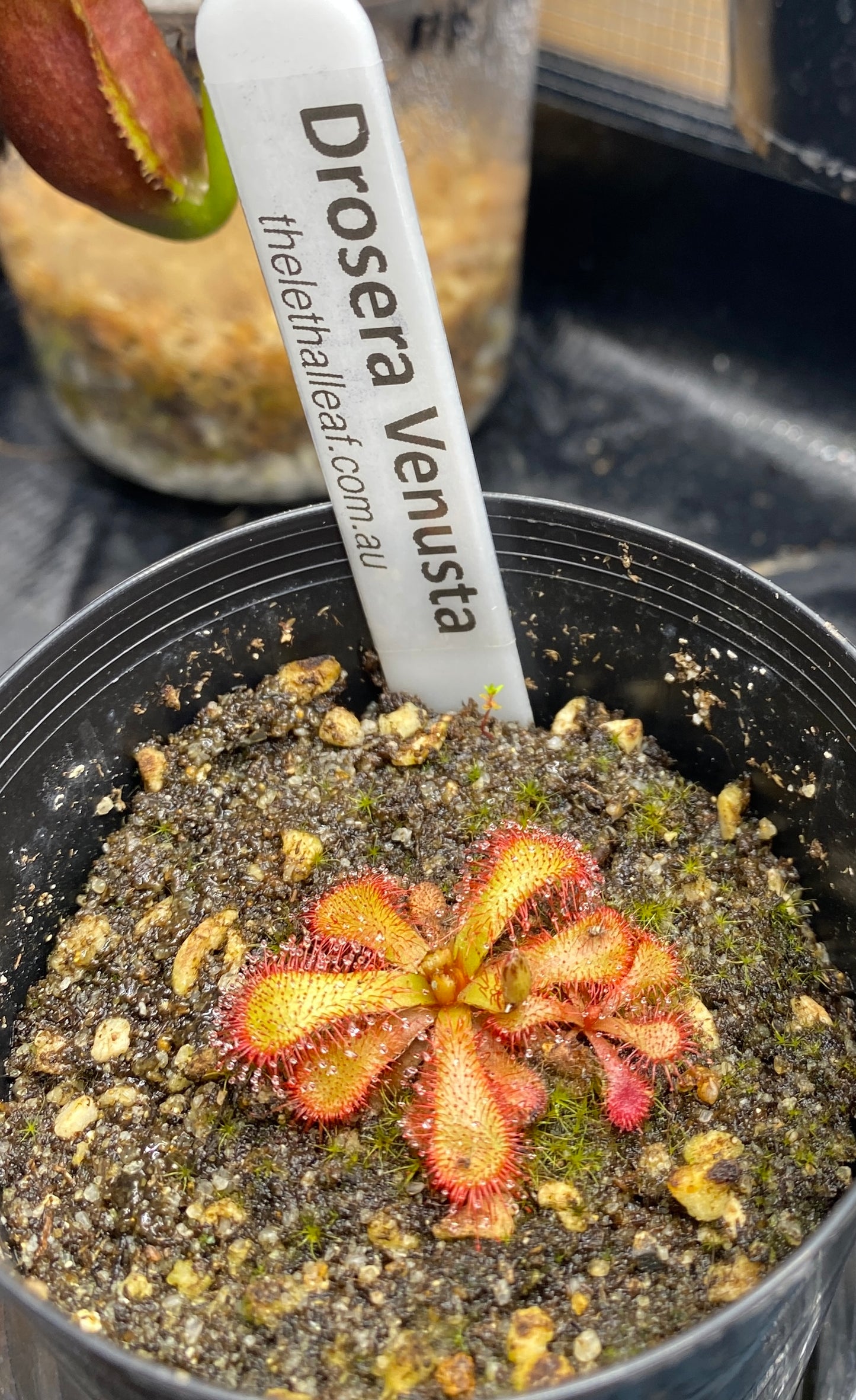 Drosera Venusta