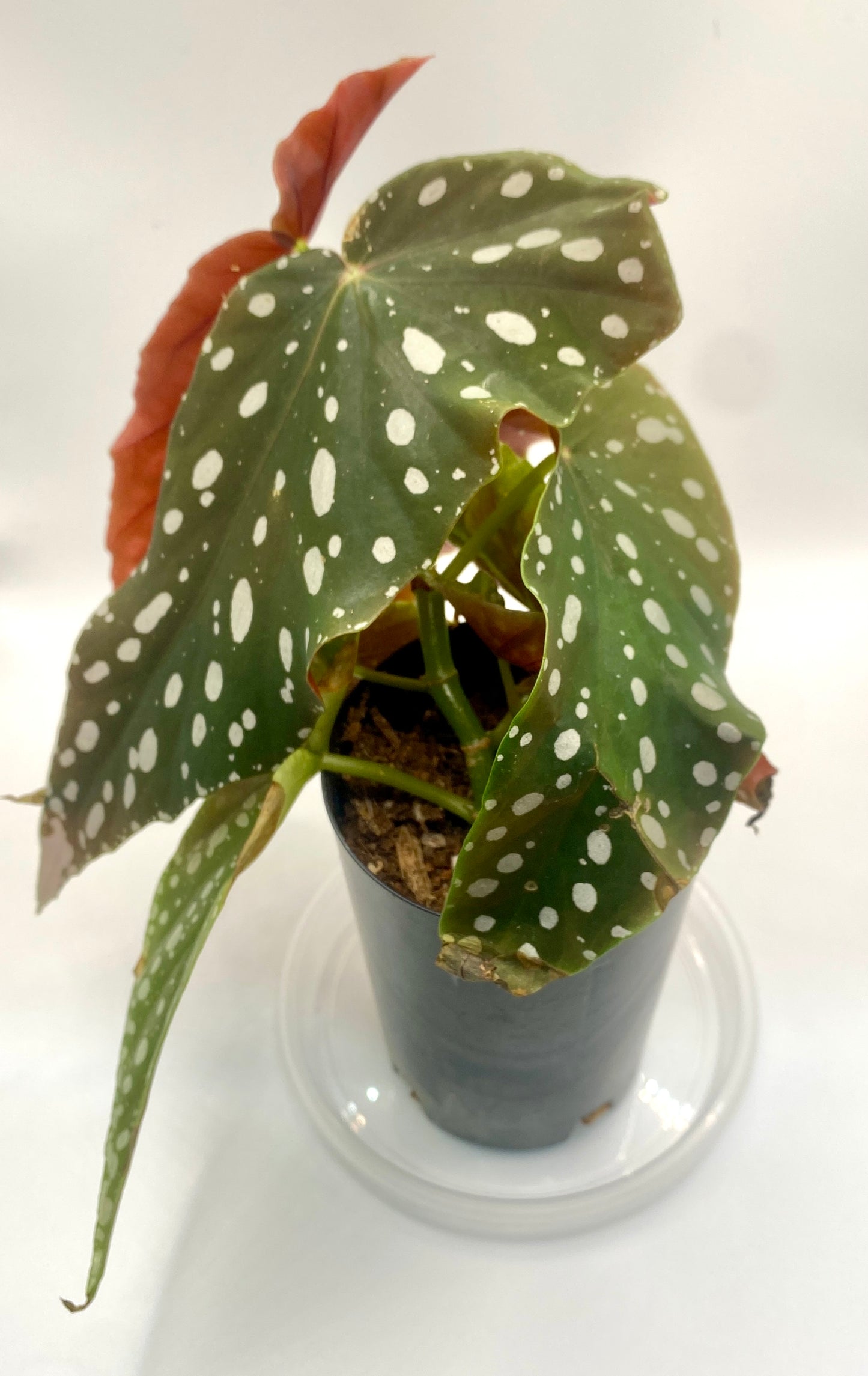 Begonia Maculata - 'polka dot plant'