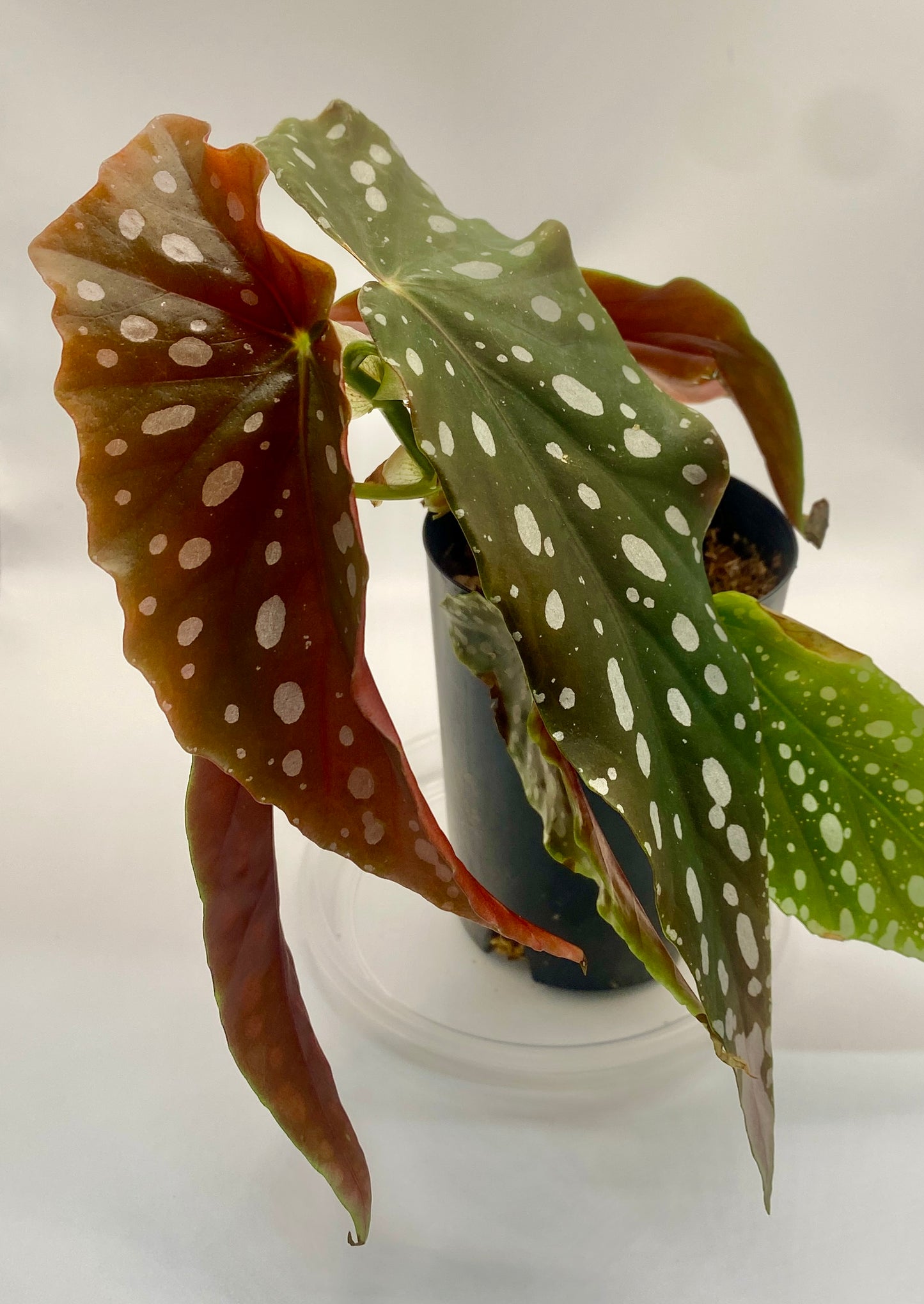 Begonia Maculata - 'polka dot plant'