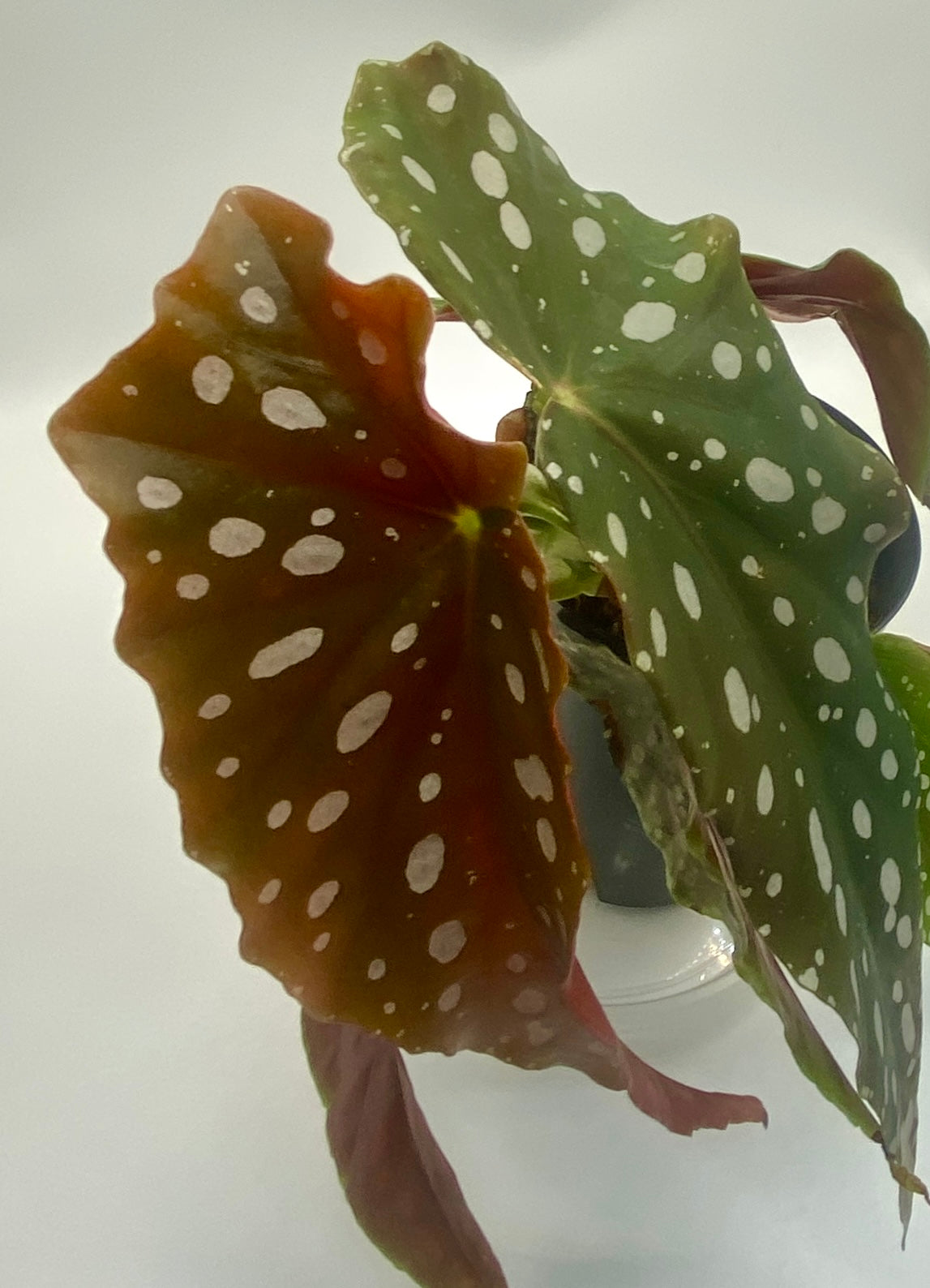 Begonia Maculata - 'polka dot plant'
