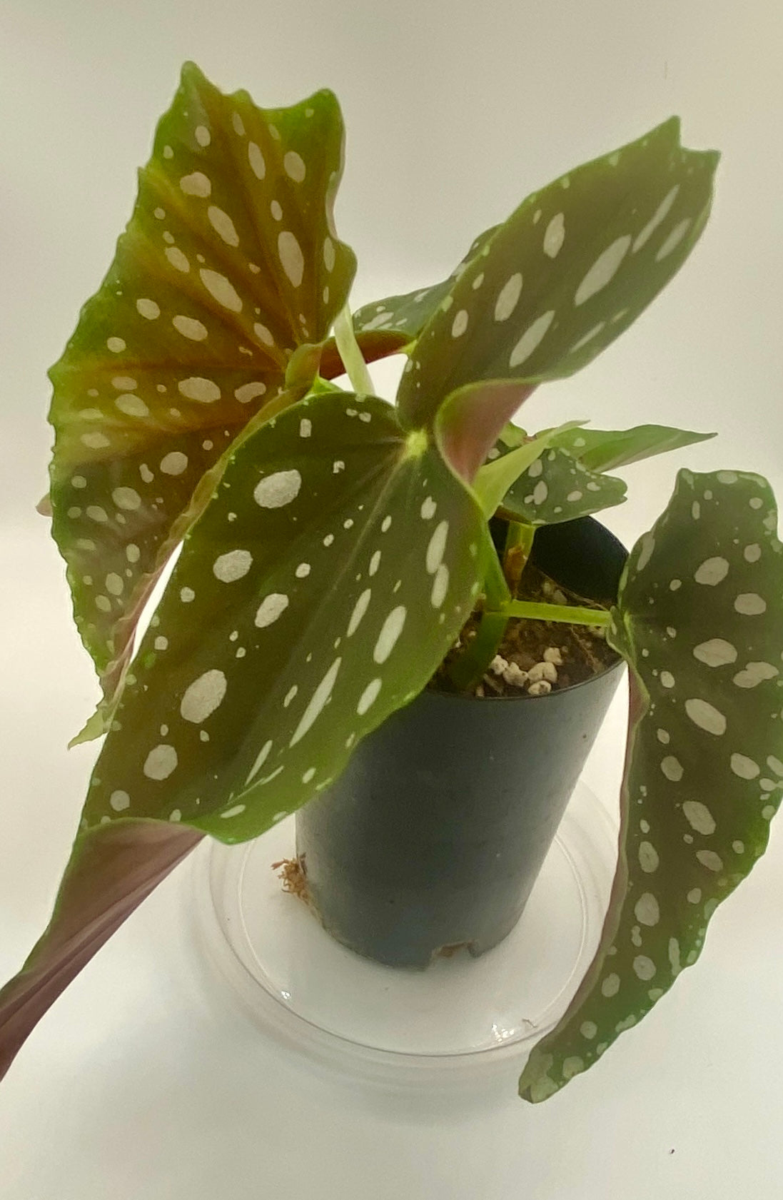 Begonia Maculata - 'polka dot plant'