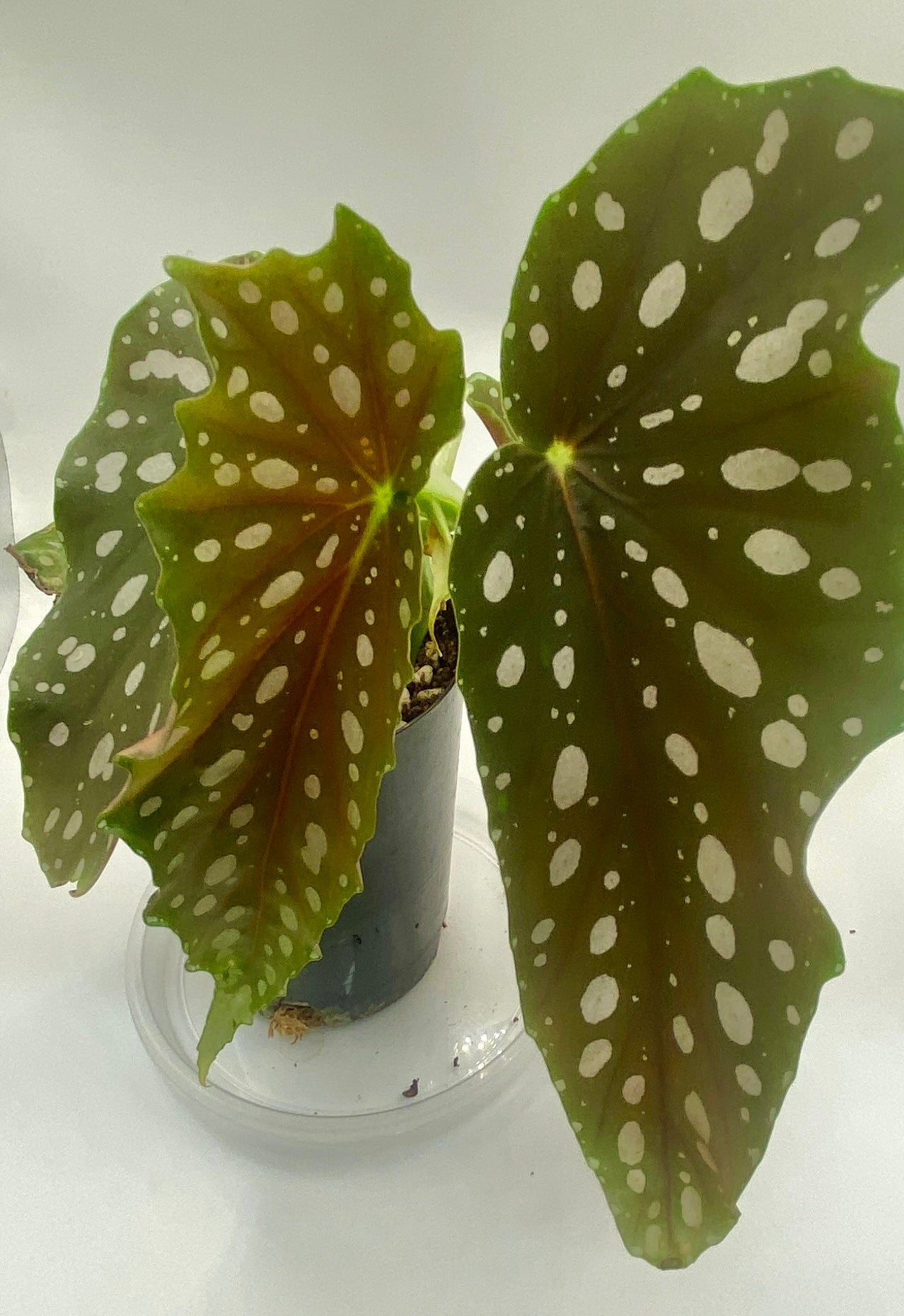 Begonia Maculata - 'polka dot plant'