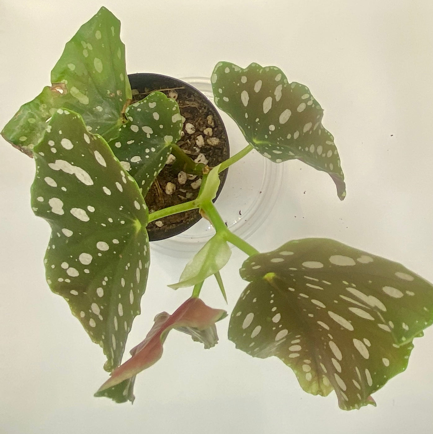 Begonia Maculata - 'polka dot plant'