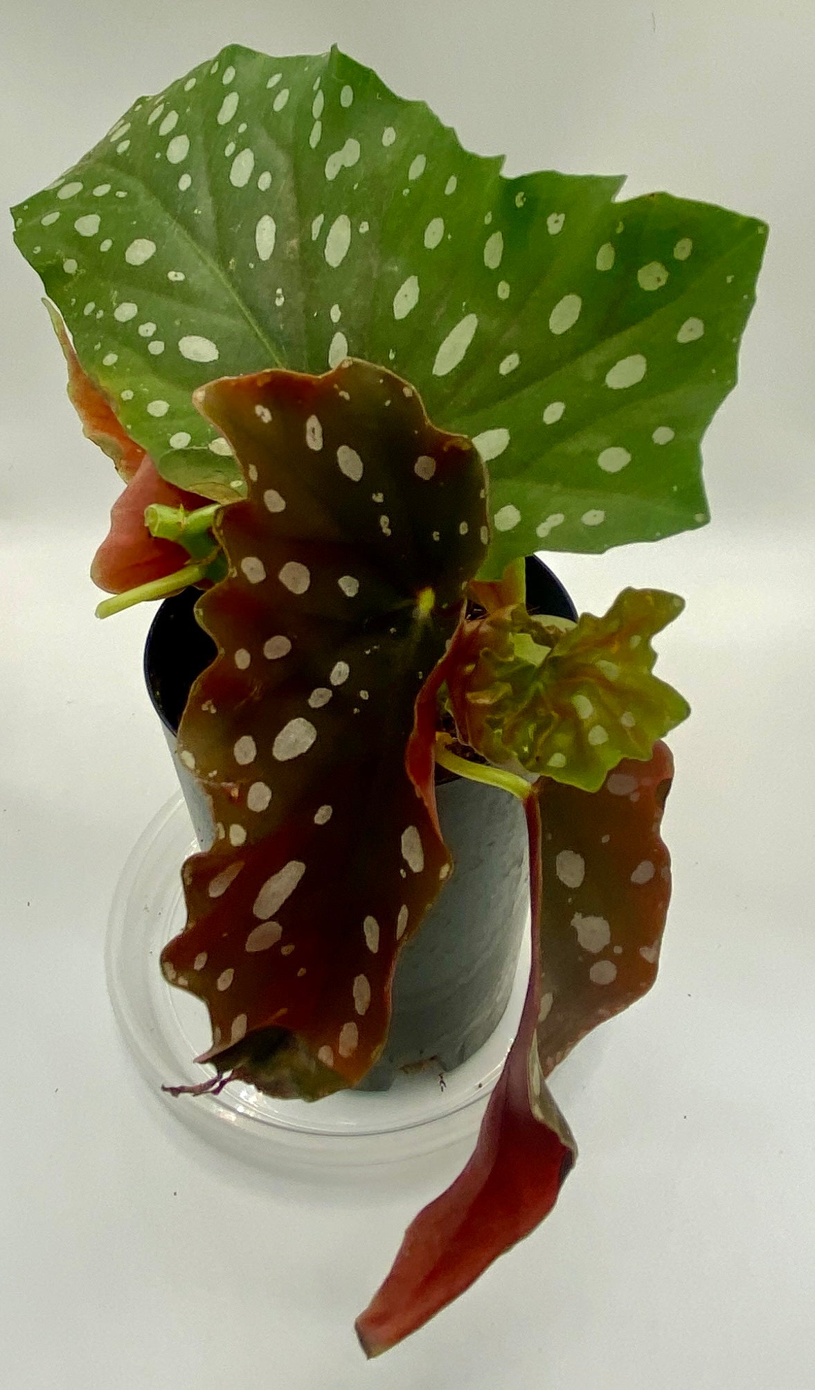 Begonia Maculata - 'polka dot plant'
