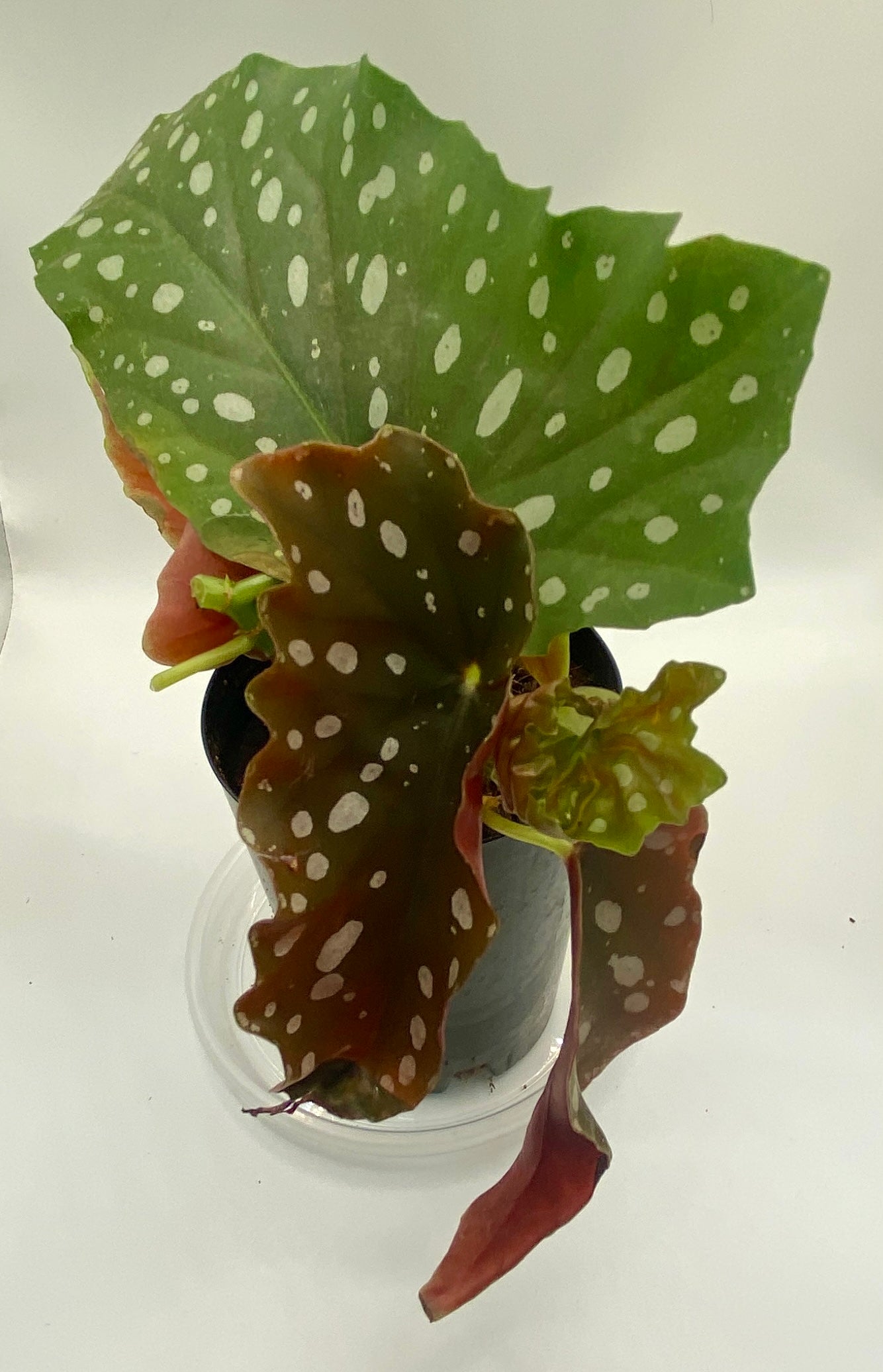 Begonia Maculata - 'polka dot plant'
