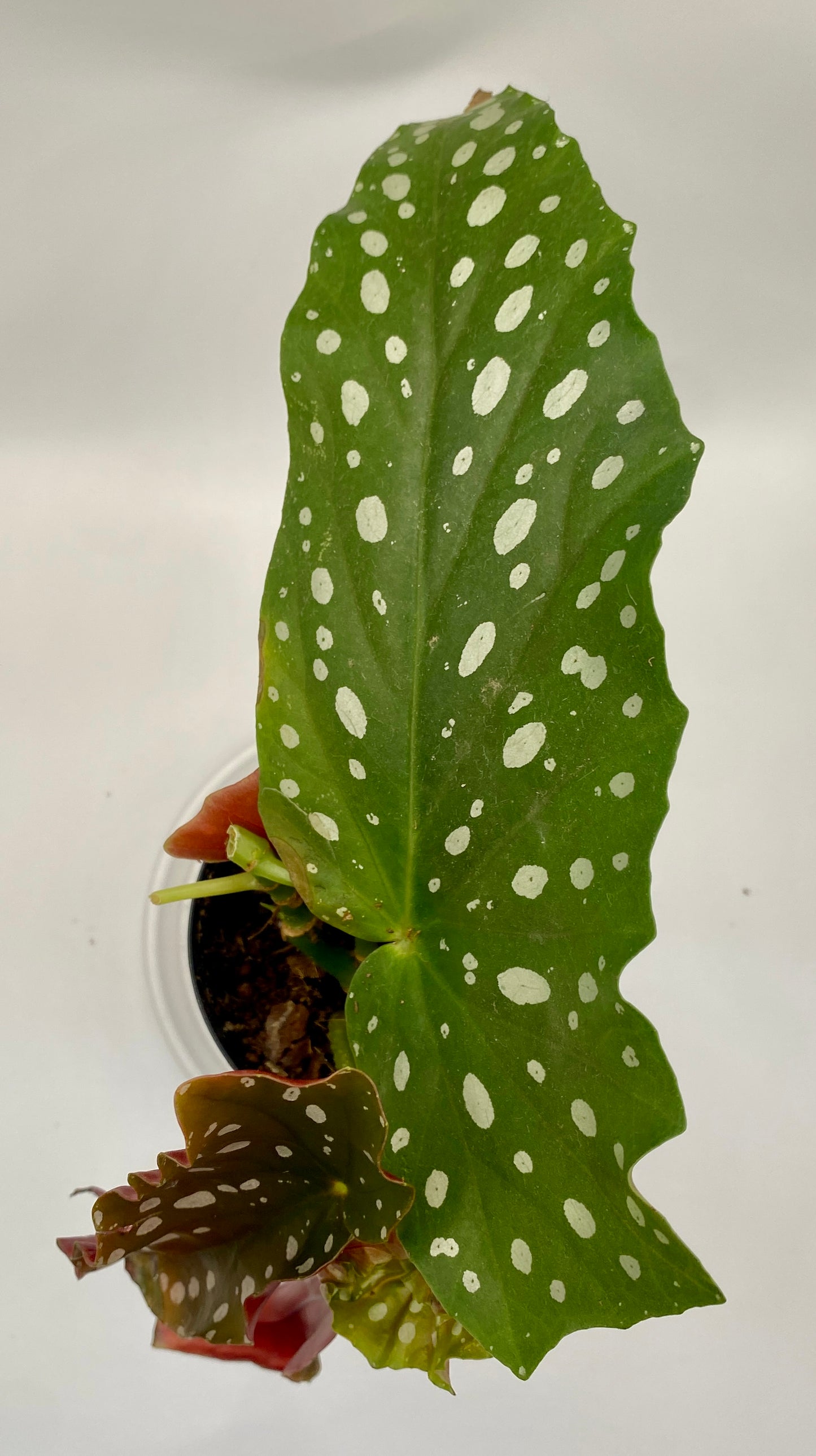 Begonia Maculata - 'polka dot plant'