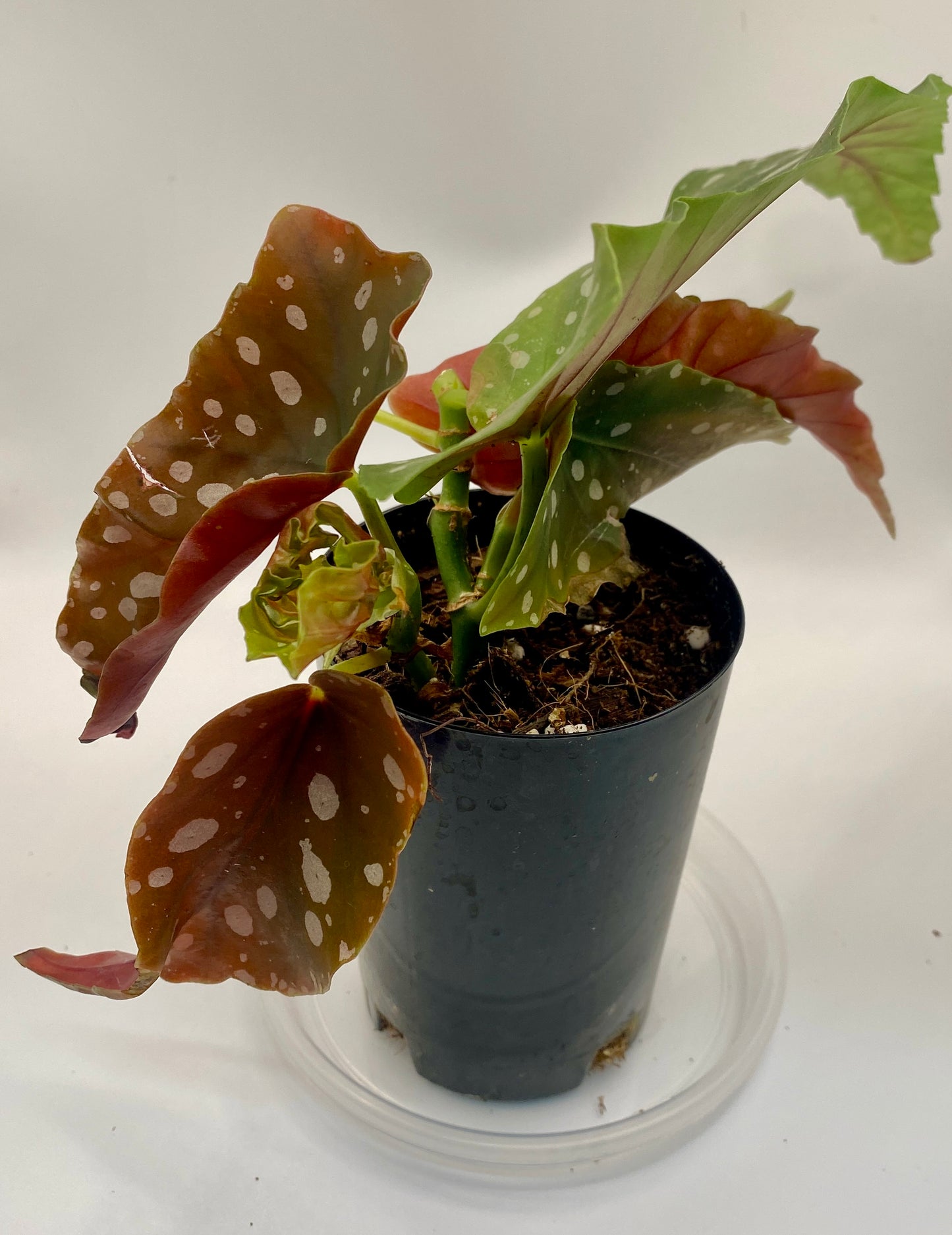 Begonia Maculata - 'polka dot plant'