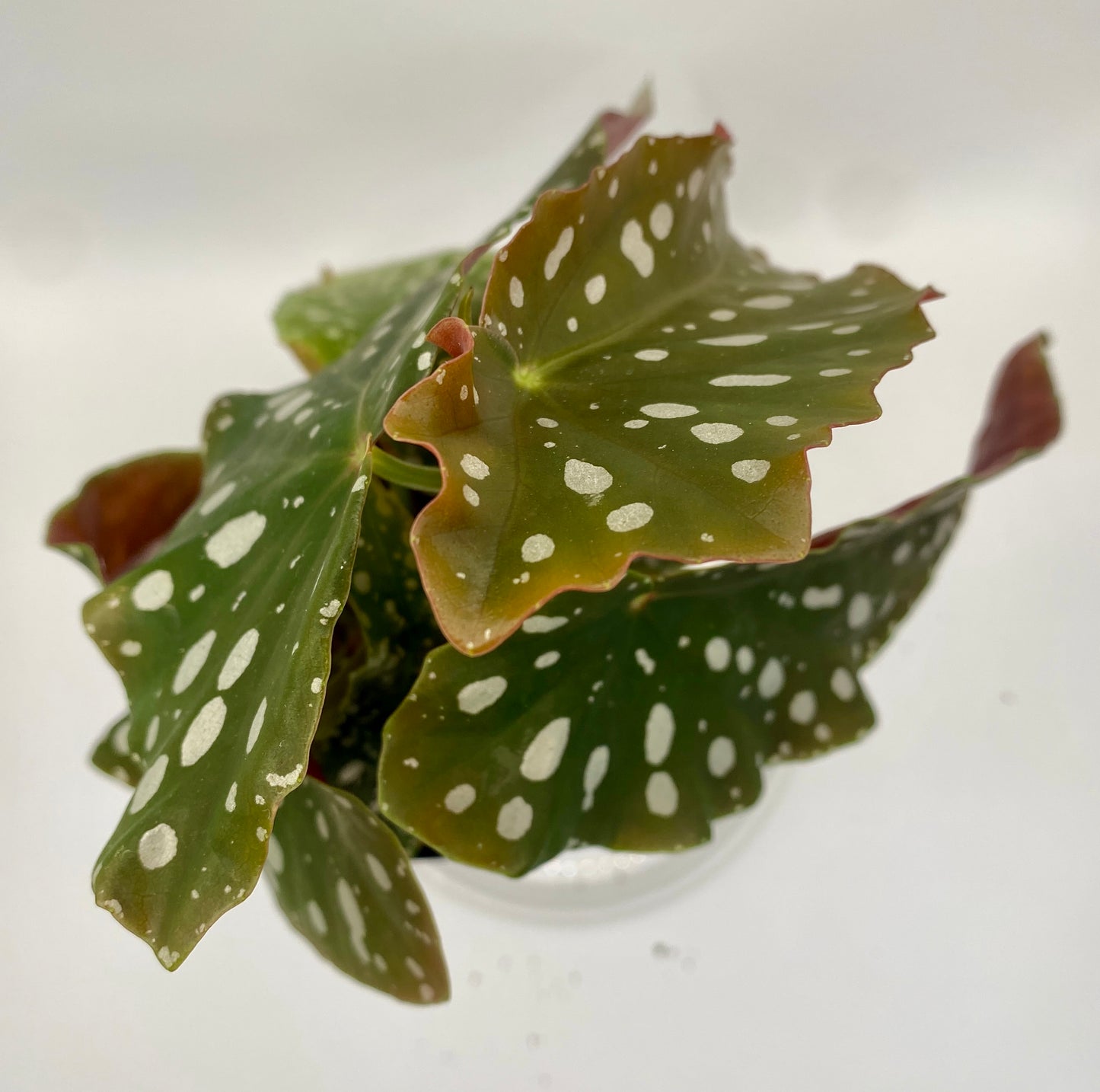 Begonia Maculata - 'polka dot plant'