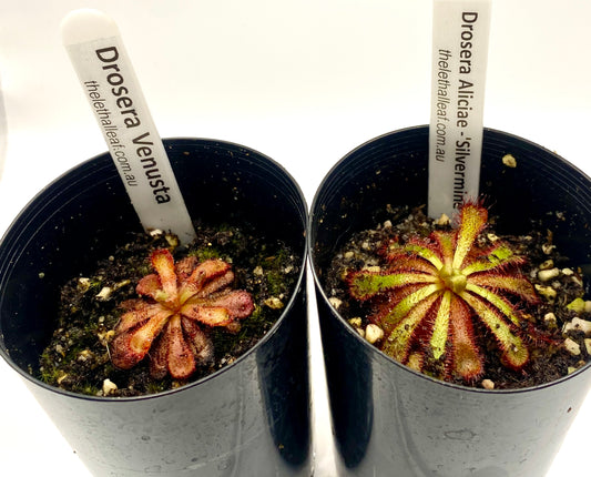 Drosera Aliciae 'slvermine' & Venusta Pack