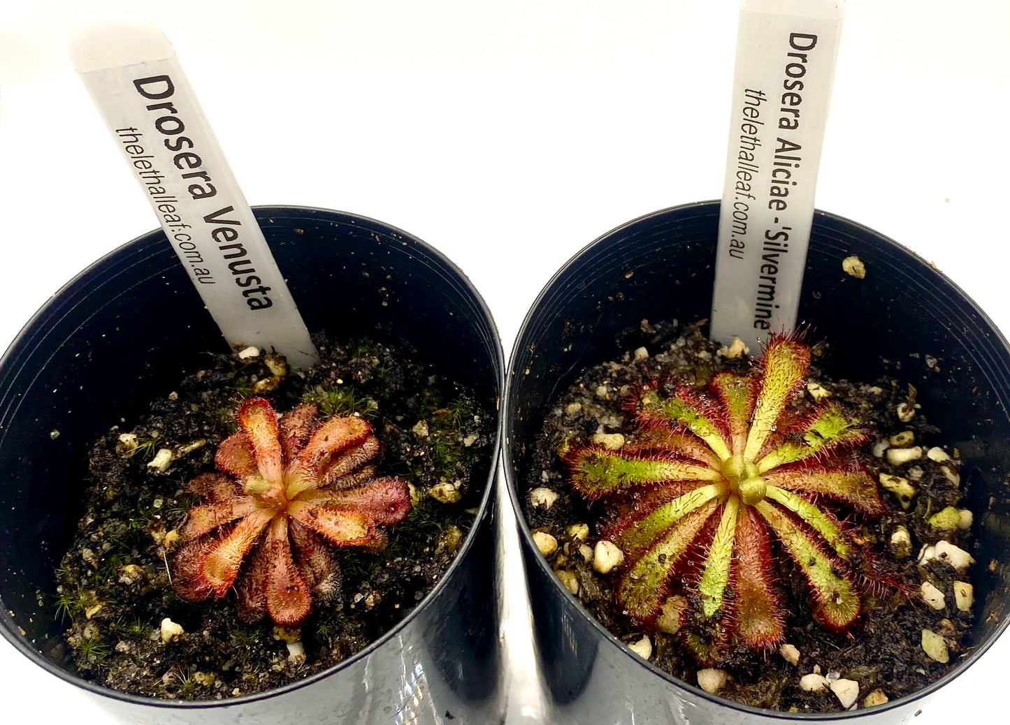 Drosera Aliciae 'slvermine' & Venusta Pack