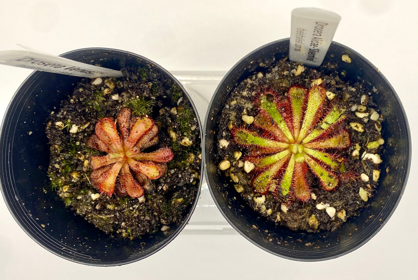 Drosera Aliciae 'slvermine' & Venusta Pack