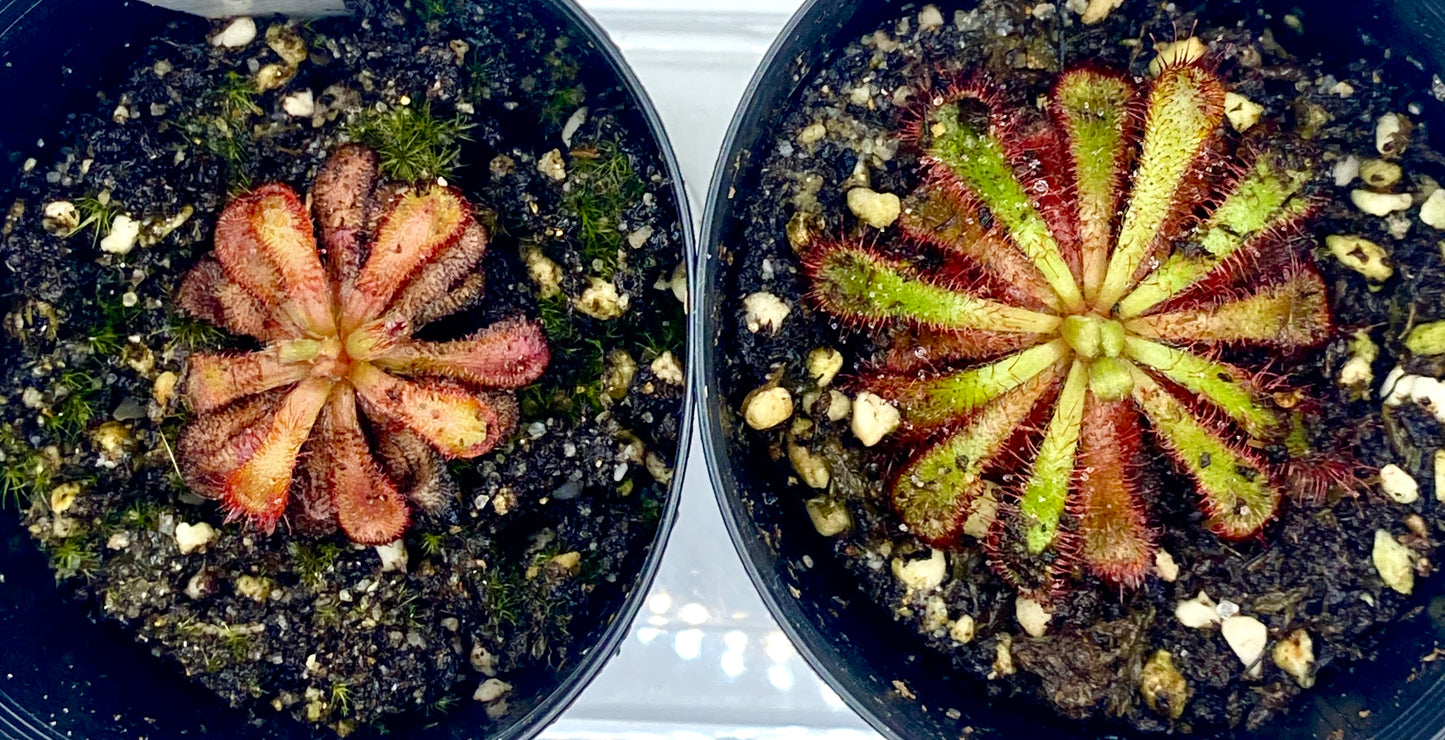 Drosera Aliciae 'slvermine' & Venusta Pack