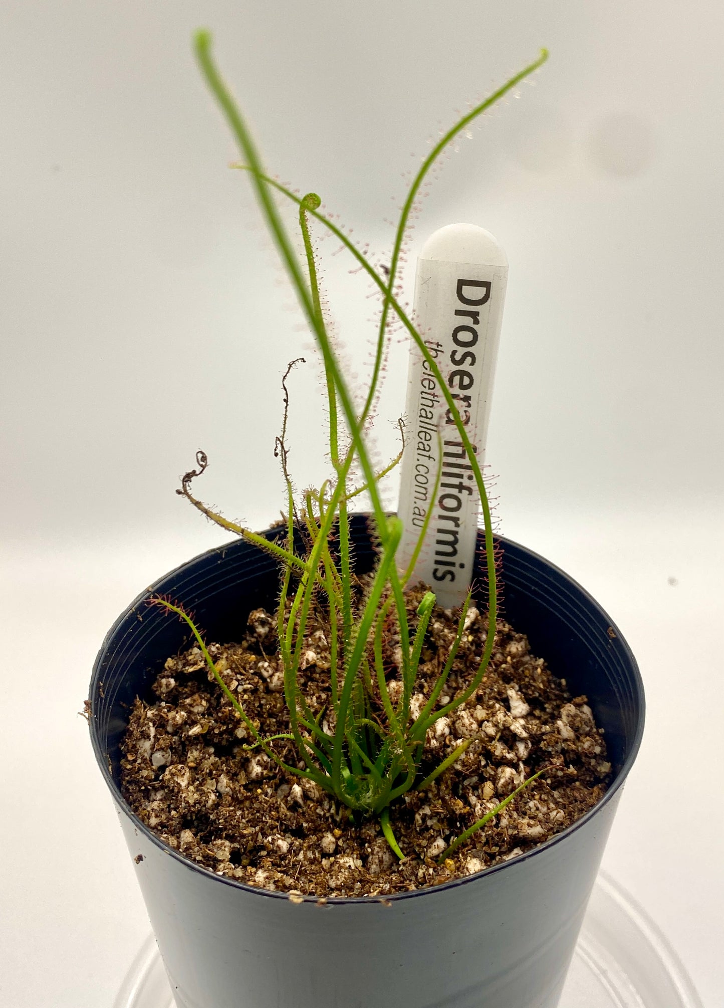 Drosera filiformis