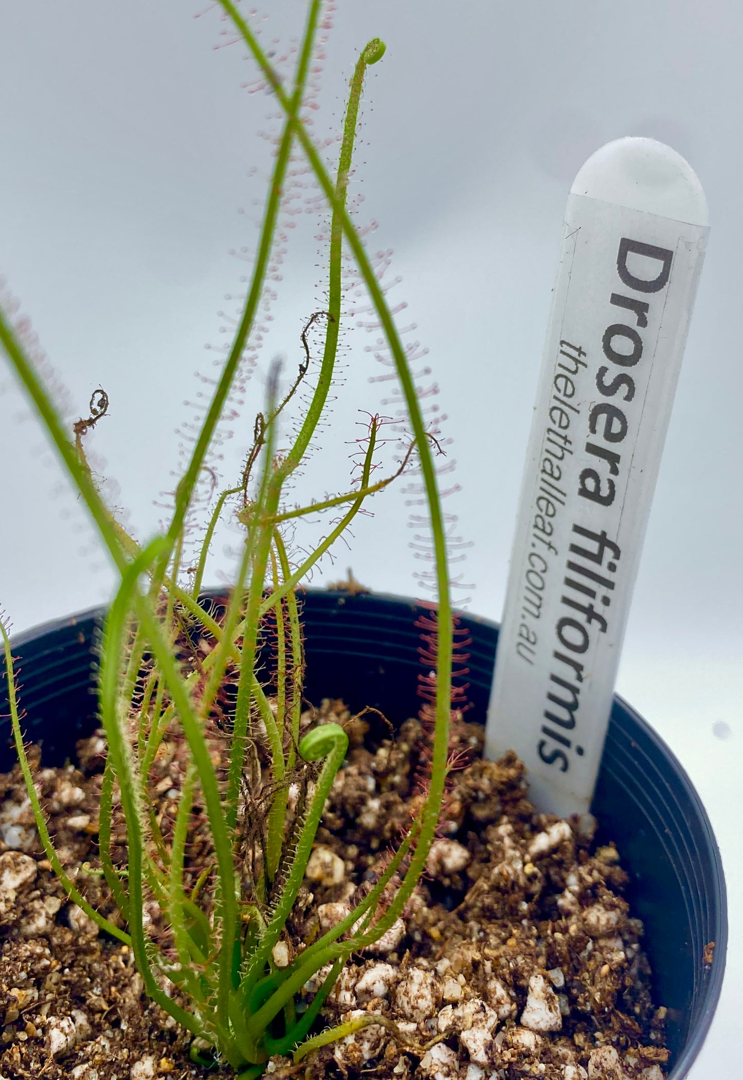 Drosera filiformis