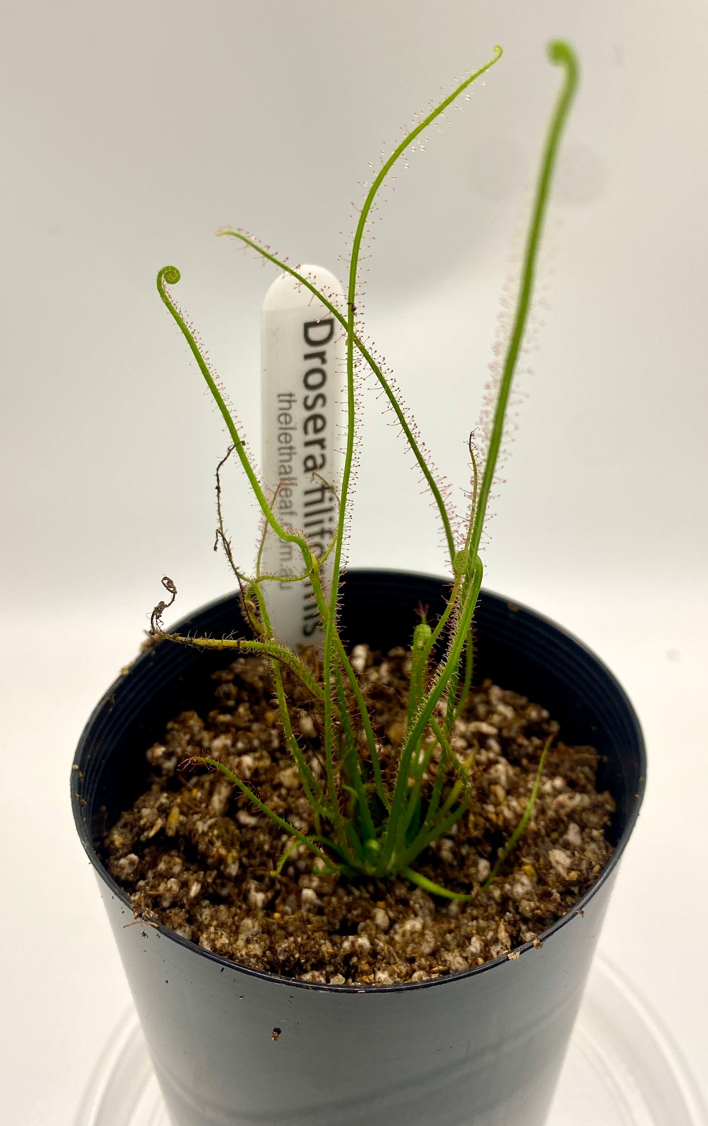 Drosera filiformis